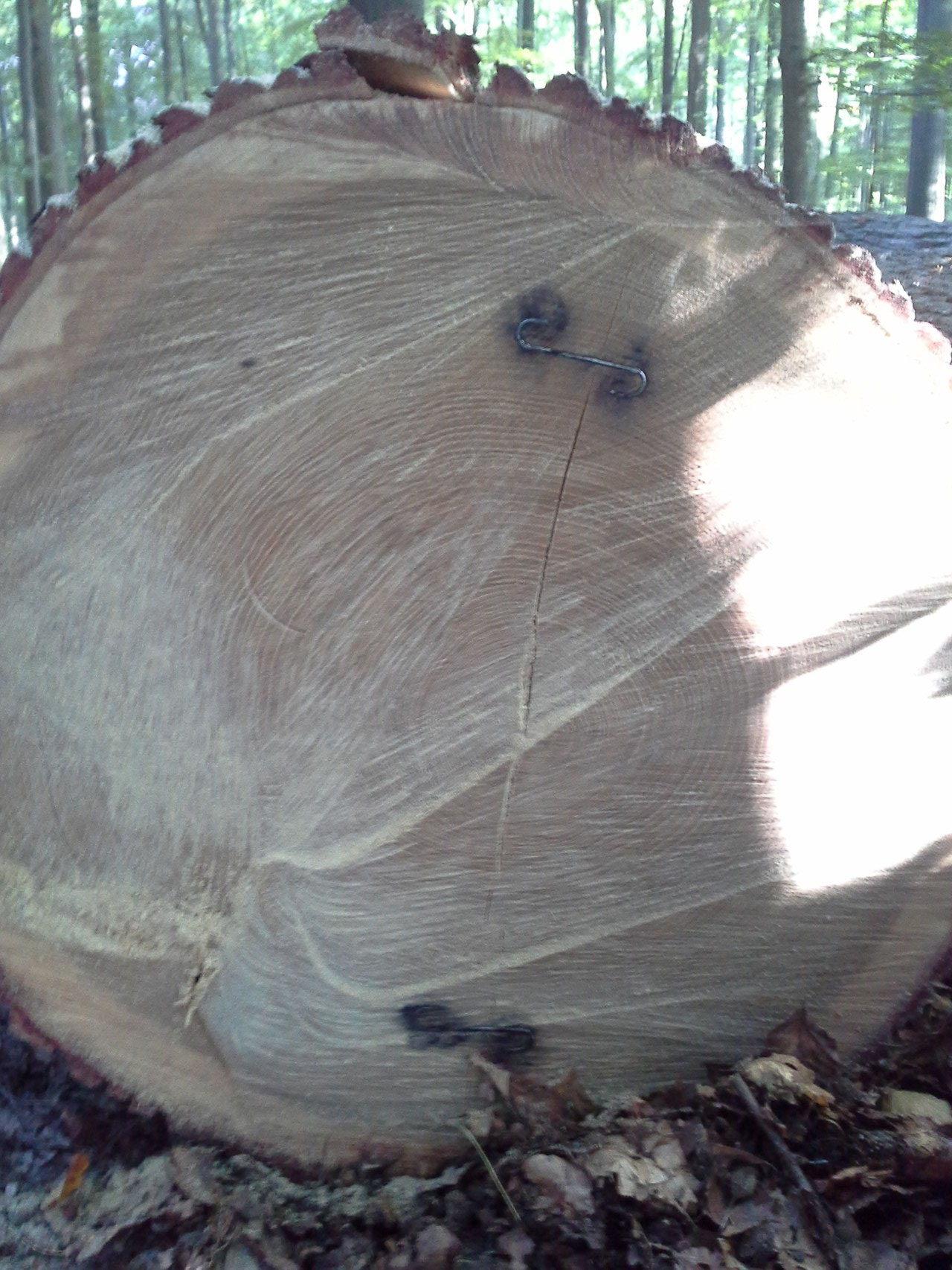 Grumes de tranchage/oak veneer logs wood trade Belgium