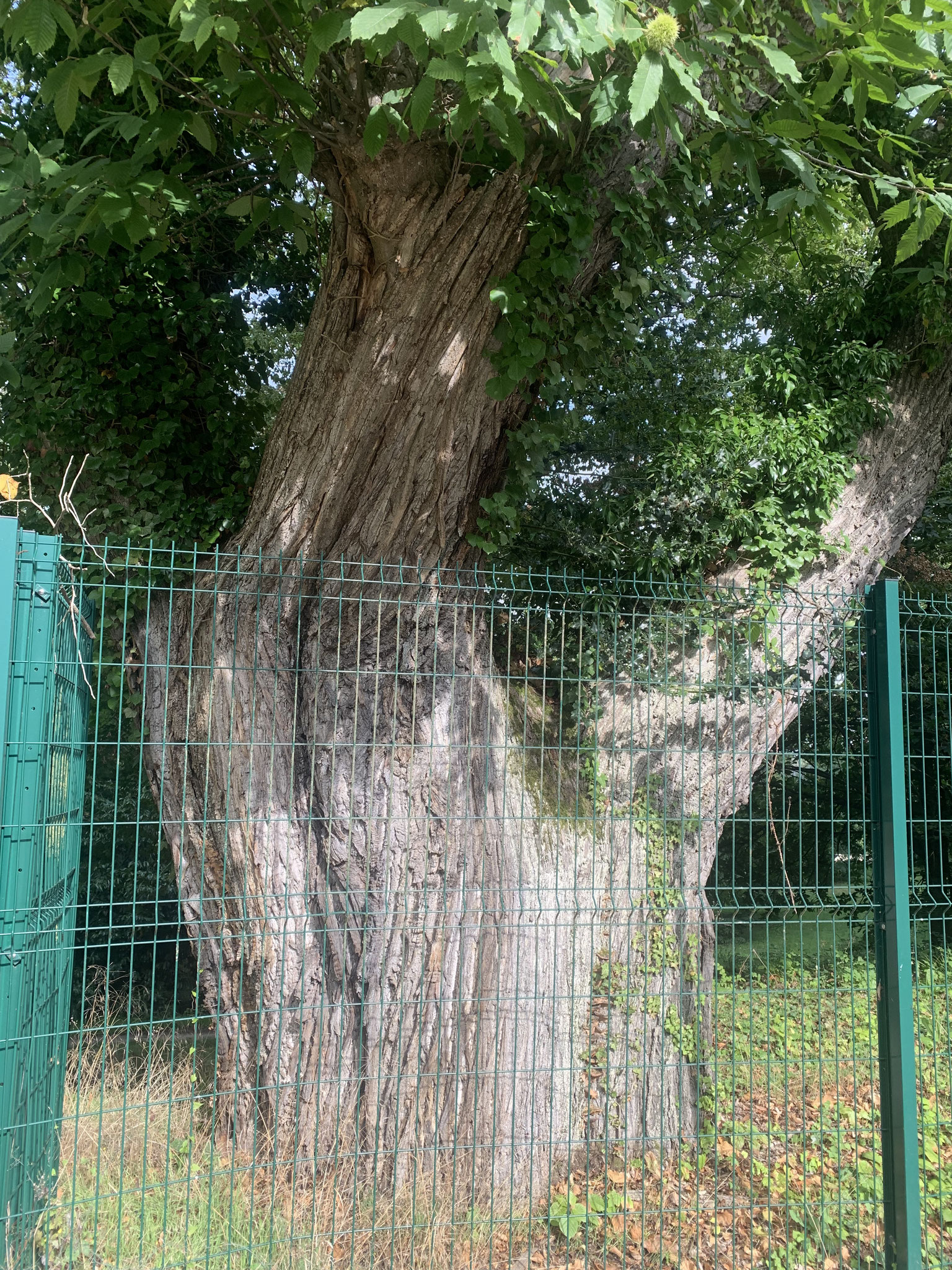 Châtaigner triple pluri-centenaire