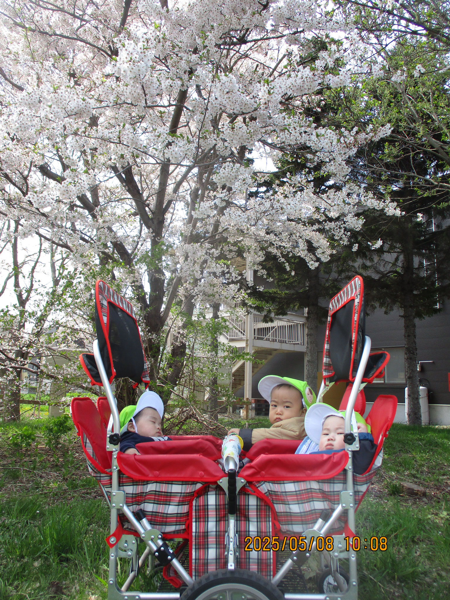 春の桜ももう終わりですね。