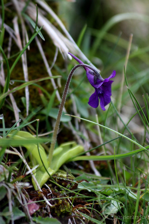 Grassette - Doriane GAUTIER, Couserando - Randonnée Nature Ariège Pyrénées