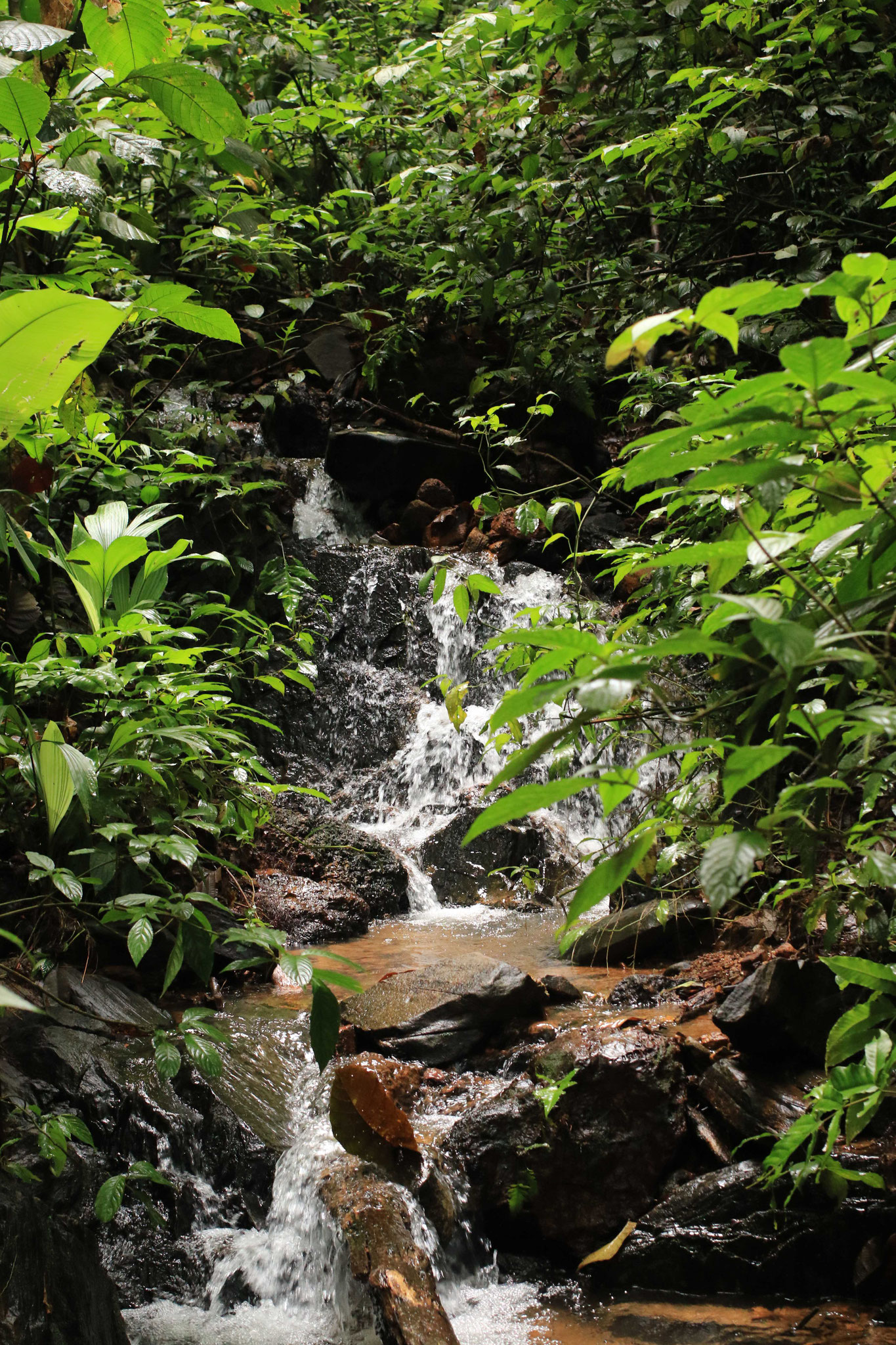 Mont Grand Matoury, forêt primaire