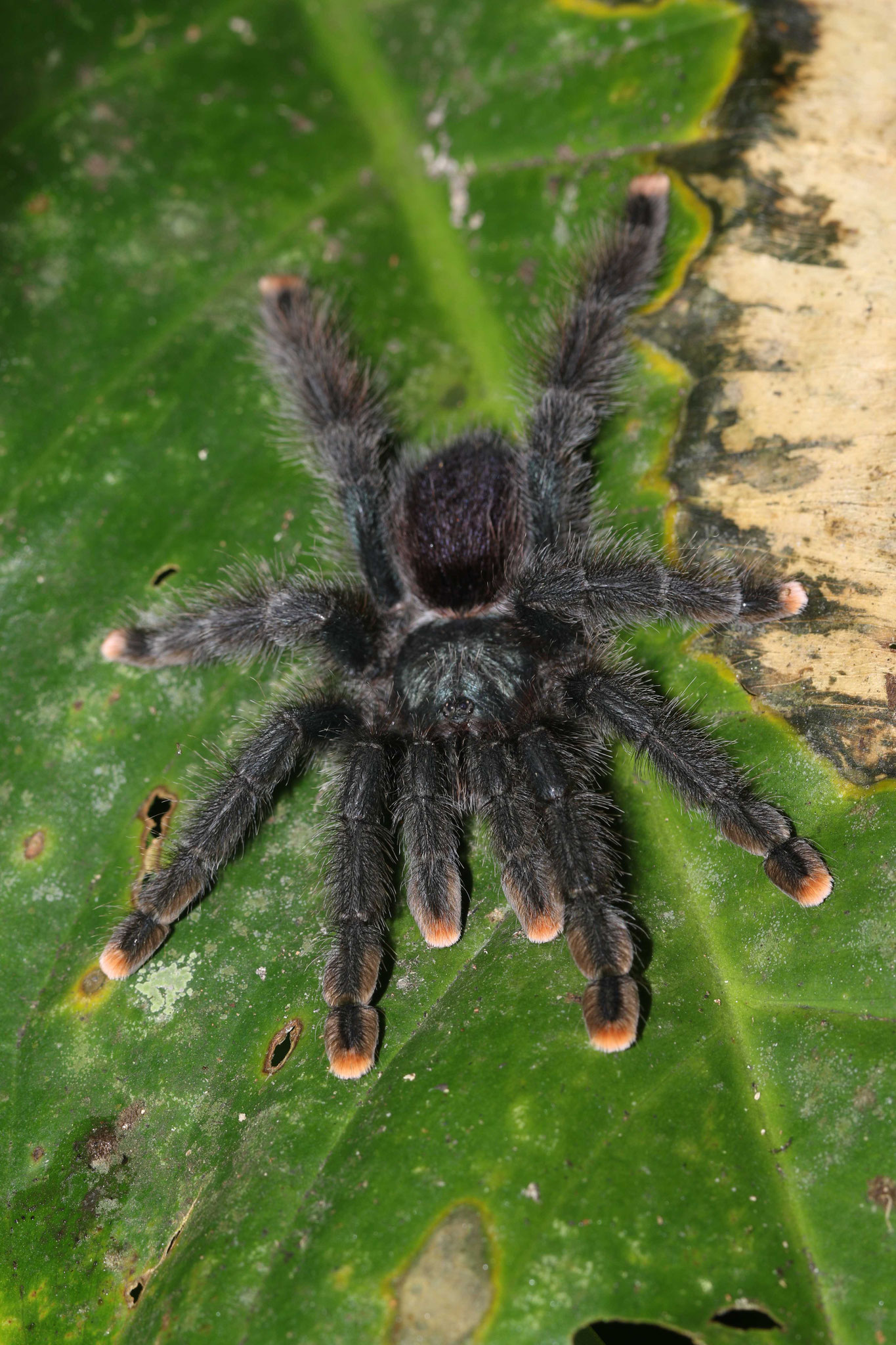 Avicularia avicularia
