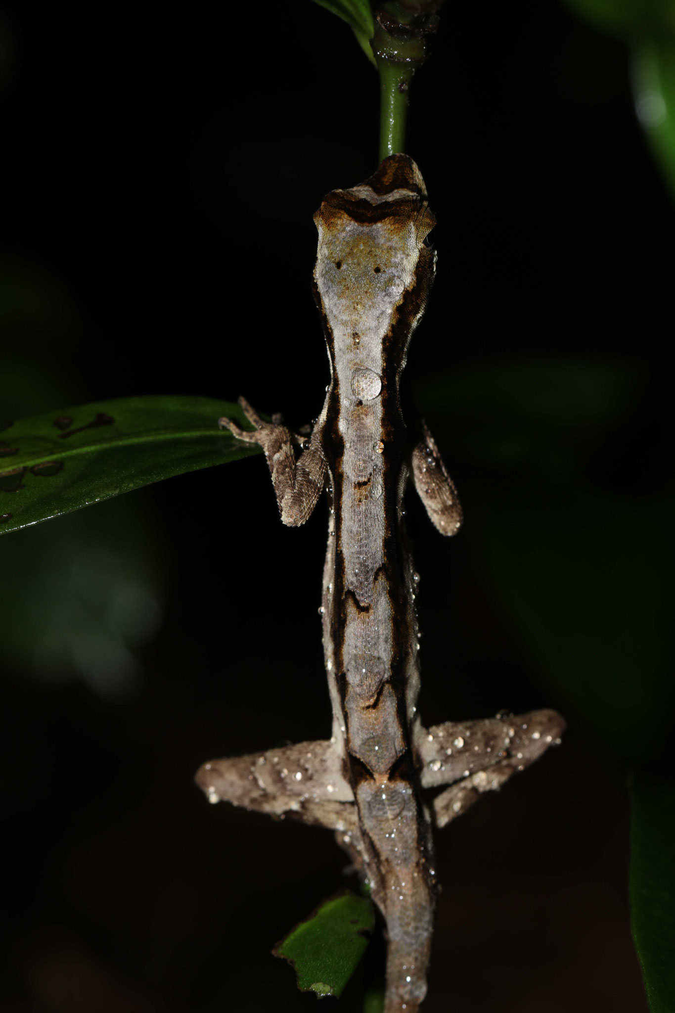 Anolis chrysolepis