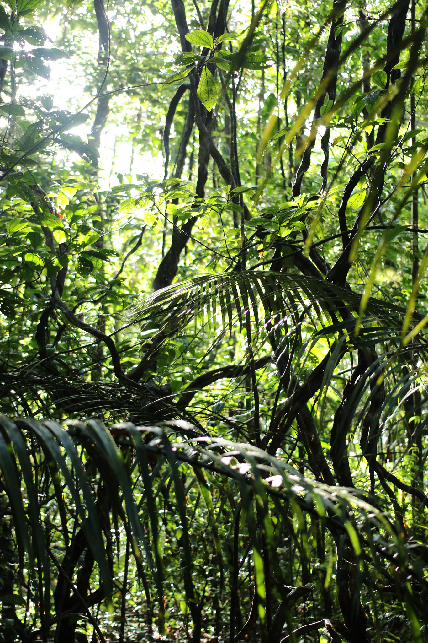 Bélizon, forêt primaire