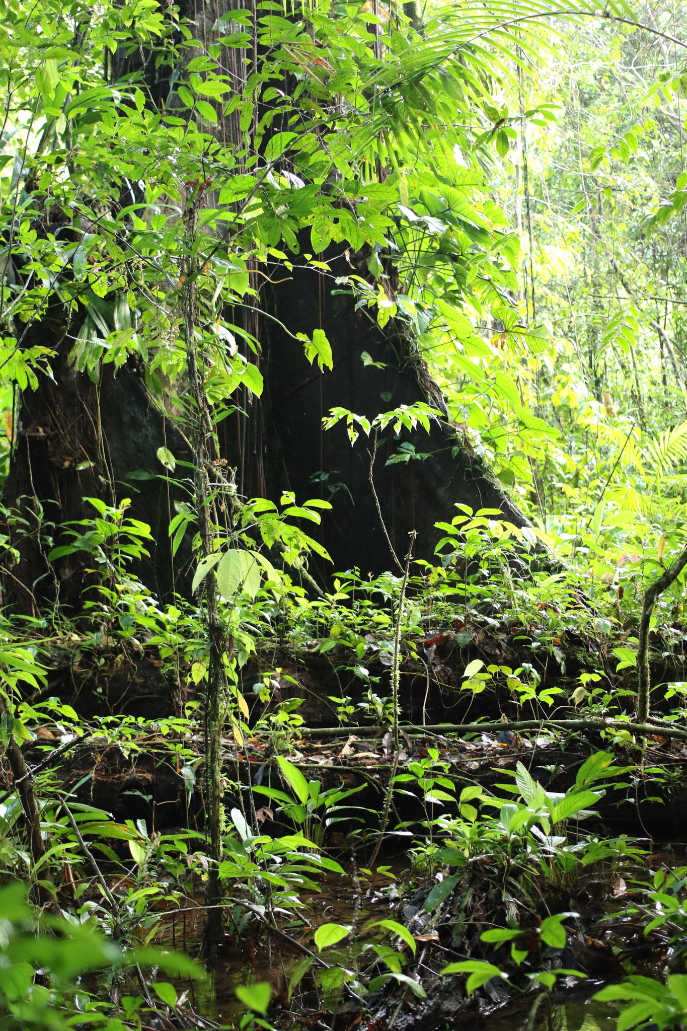 Bélizon, forêt primaire