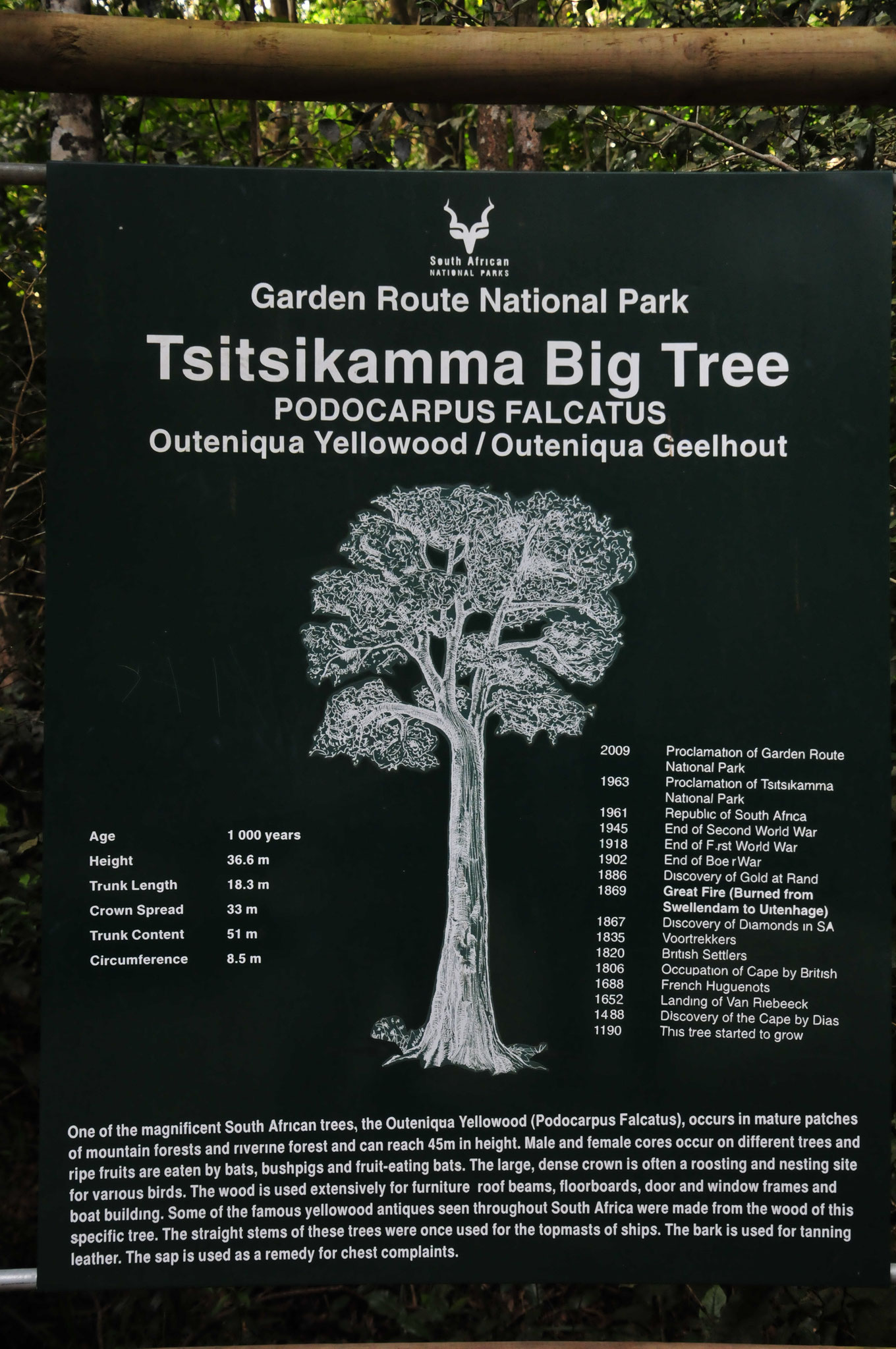 ...der tausendjährige Baum (Tsitsikama big tree - Outeniqua Yellowwood)