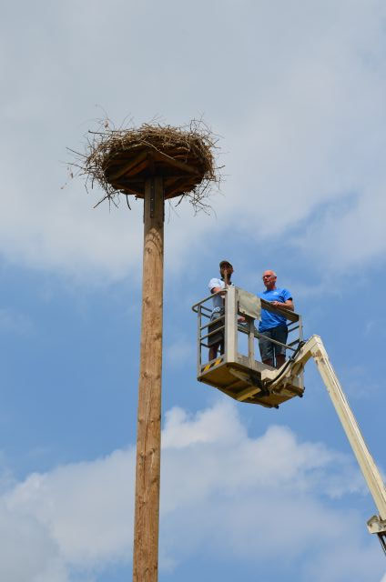 Gleich wird festgestellt, wieviele Jungstörche es sind.