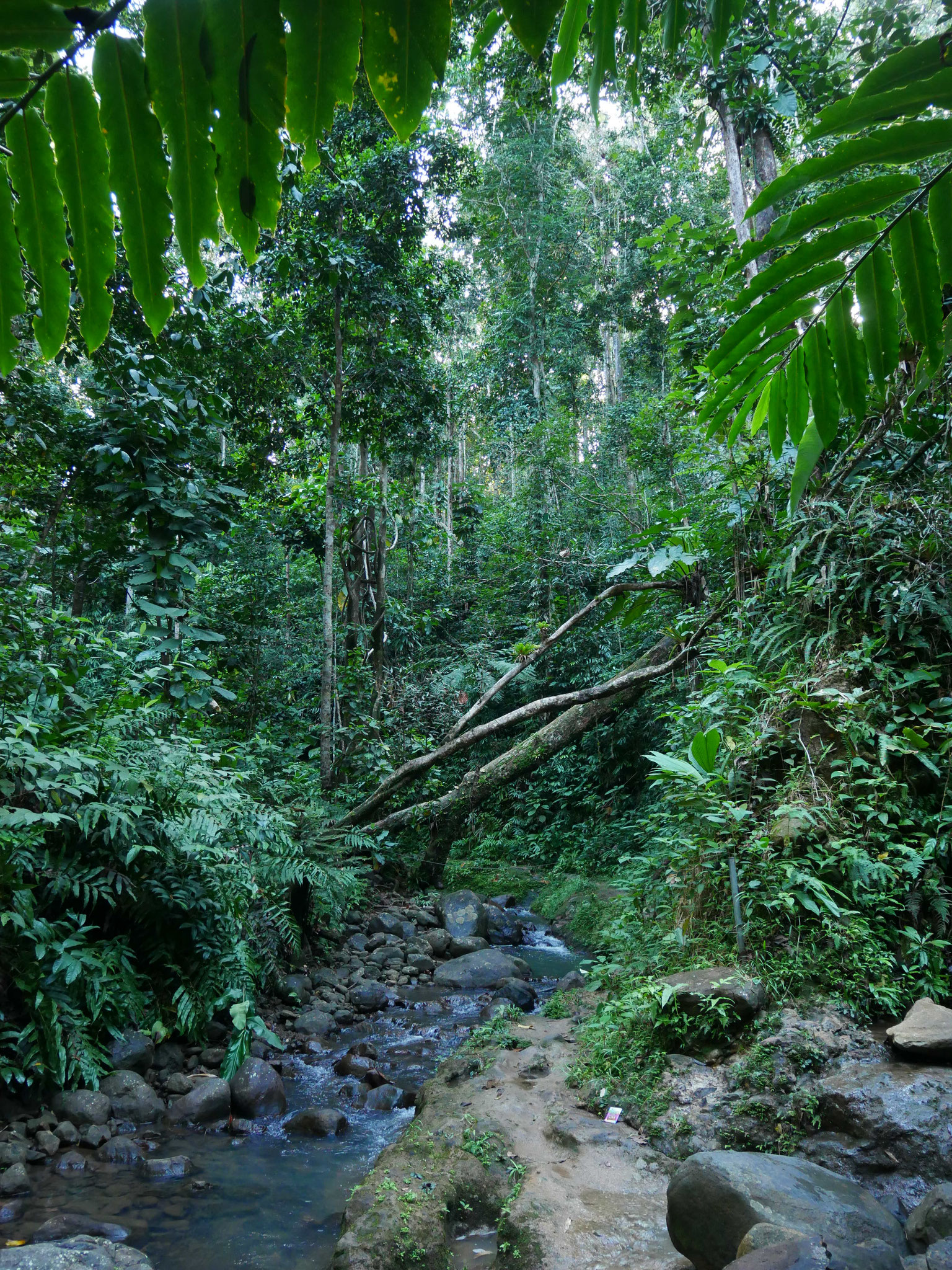 Première marche en jungle