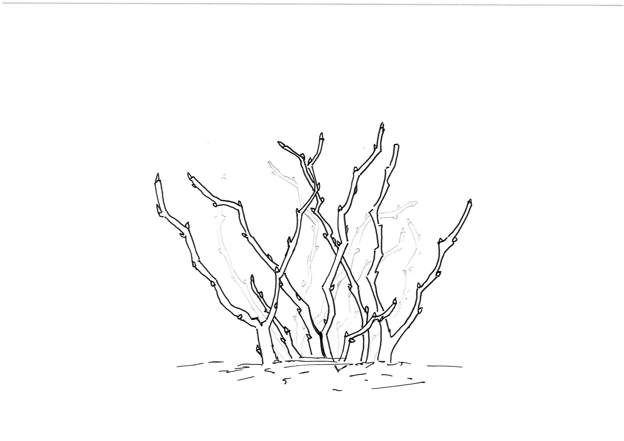 Groseiller à maquereau