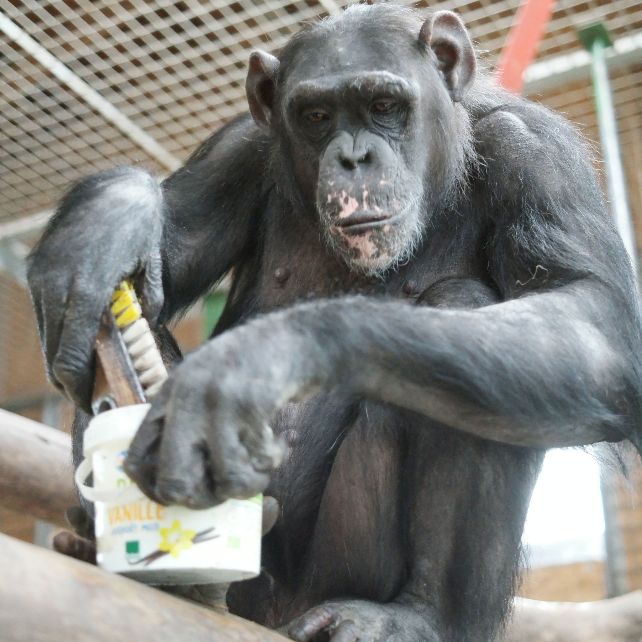 Handaufzucht Panja, geboren 2007 im Leintalzoo.