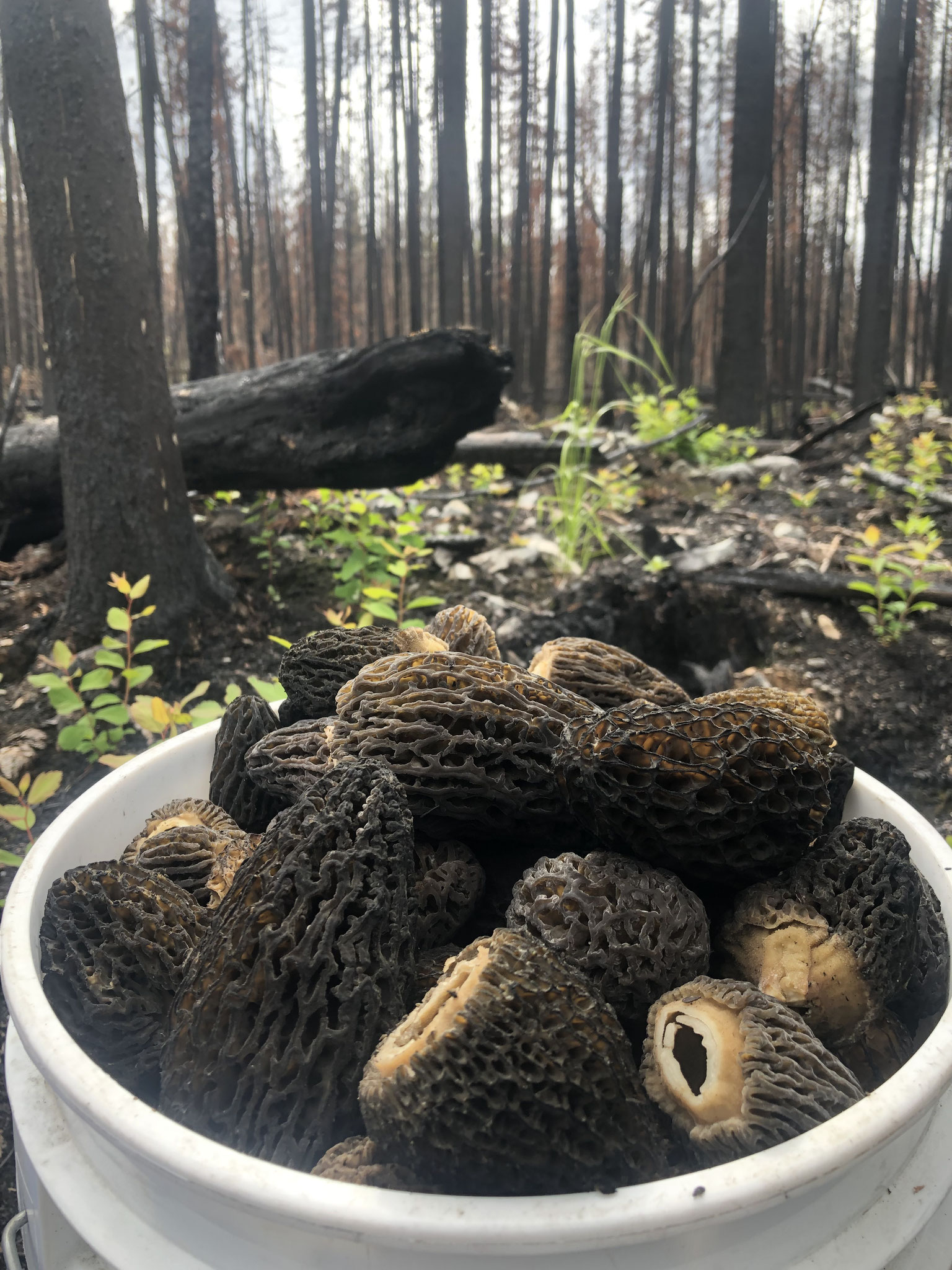 Un seau rempli de morilles vertes (denses, duveteuse, brillantes, de vraie beautés)