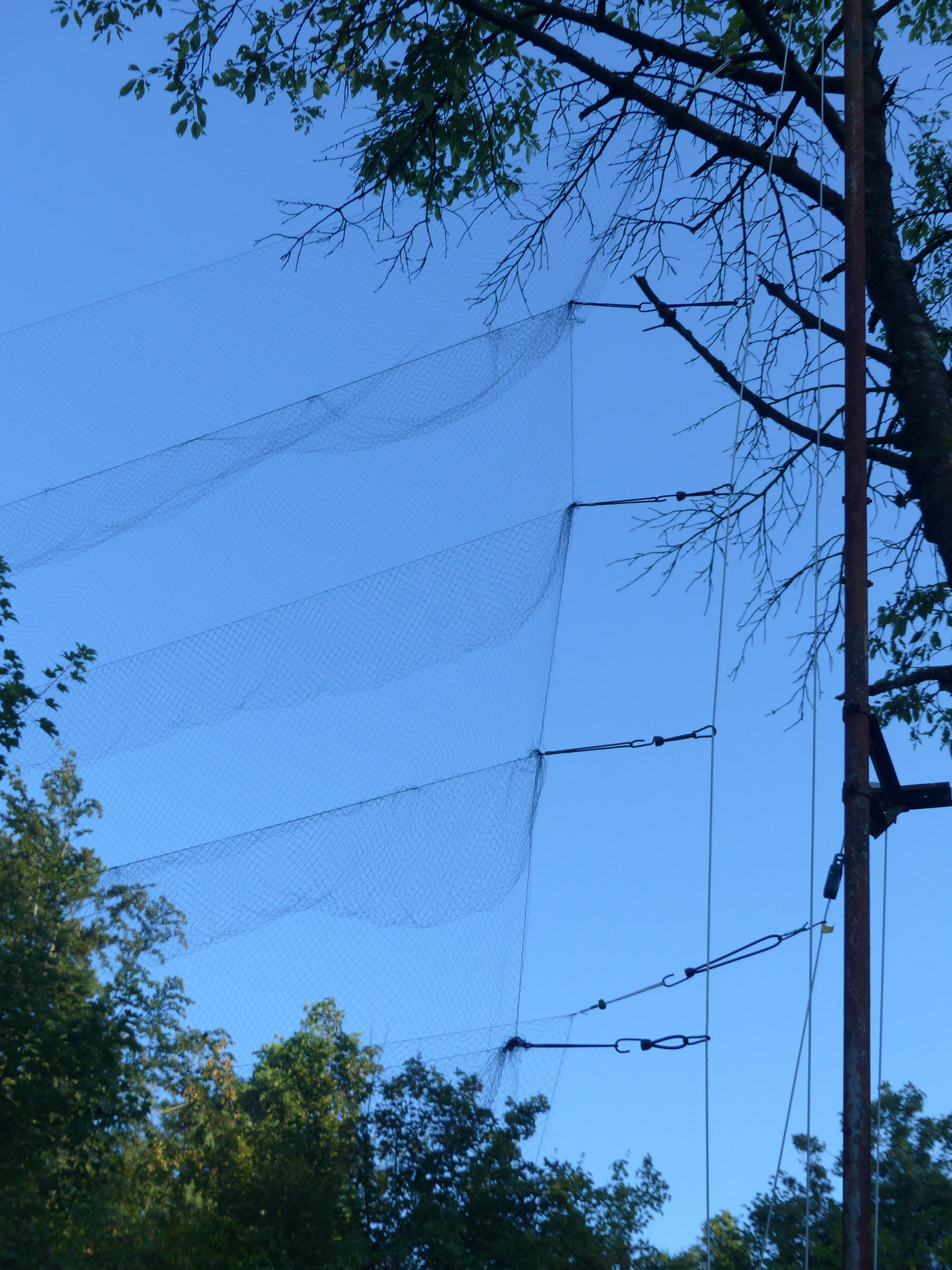 In solchen Netzen werden die Vögel gefangen, die Netze sind elastisch und haben unterschiedlich große Maschen.