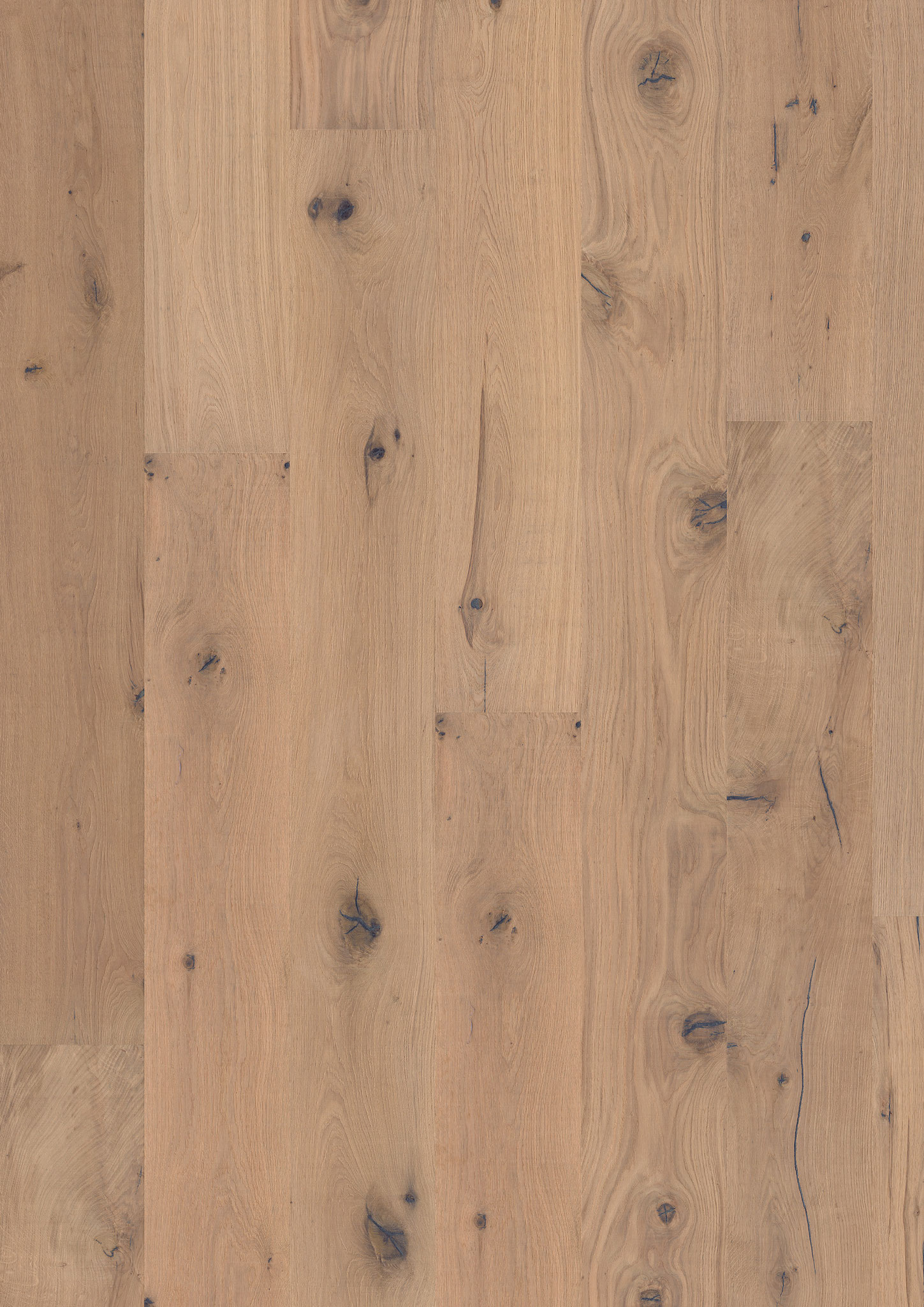 Oak No. 6 - Stirling