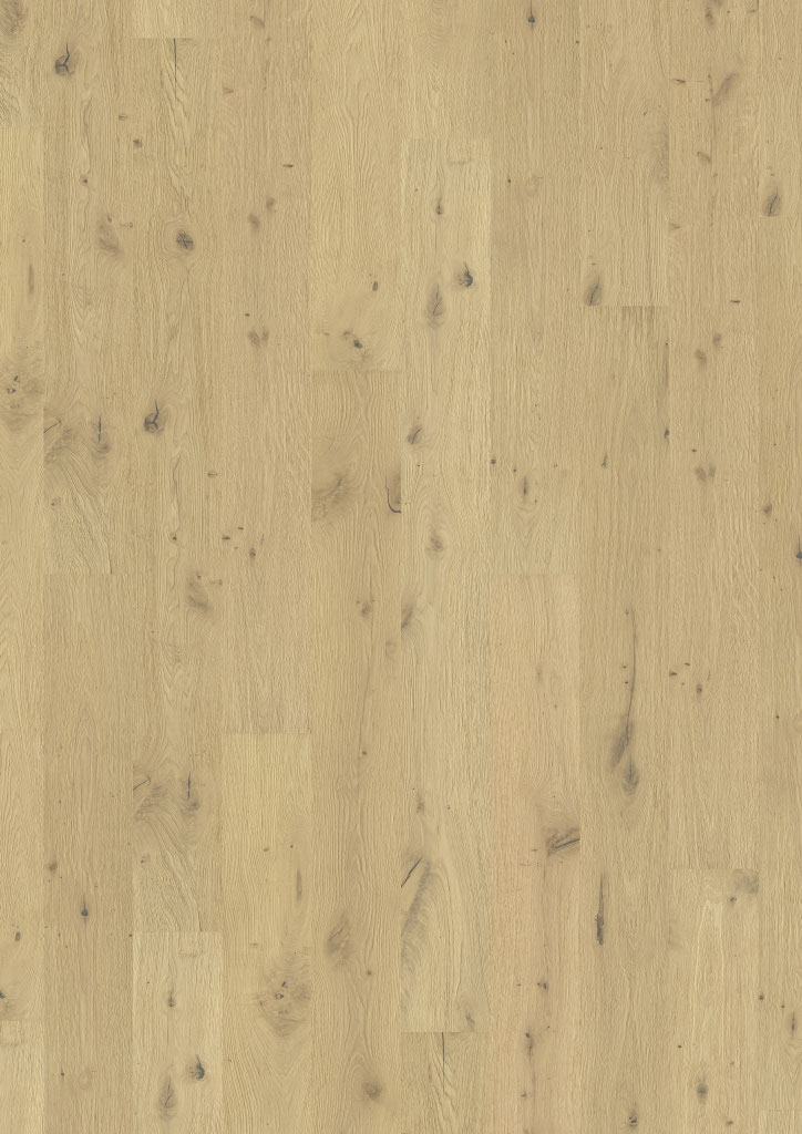 Oak No. 32 - South Downs