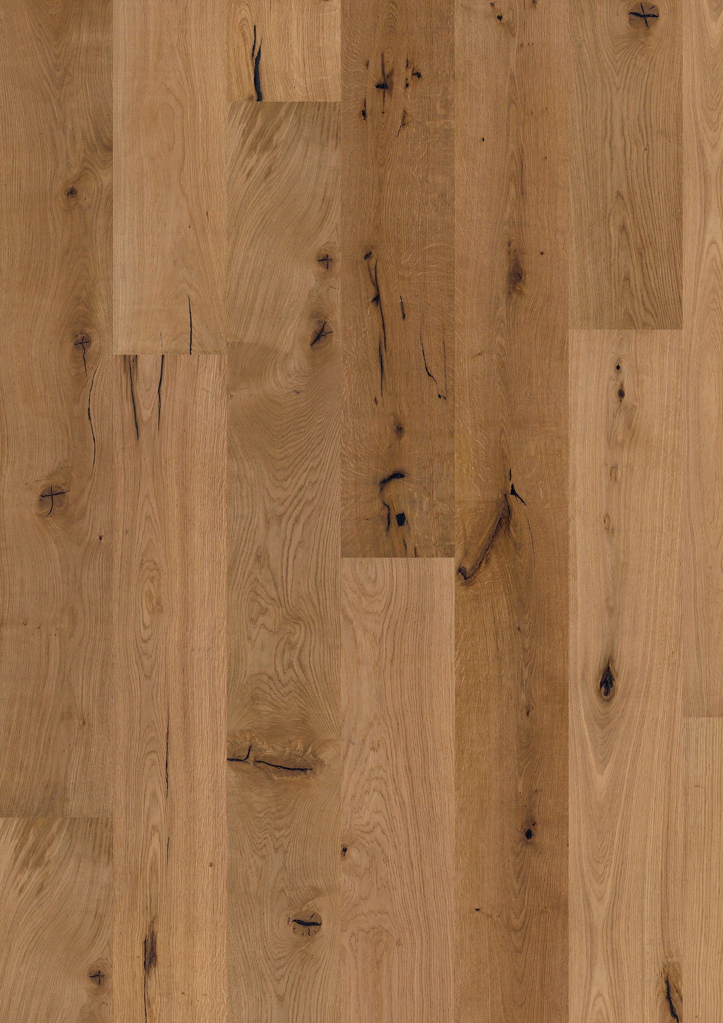 Oak No. 24 - Glasgow