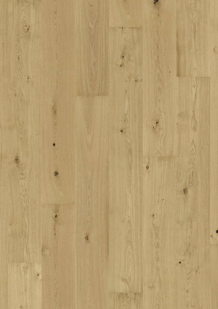 Oak No. 33 - Clarence