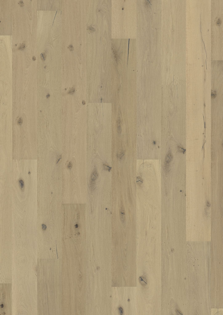 Oak No. 31 - Galloway