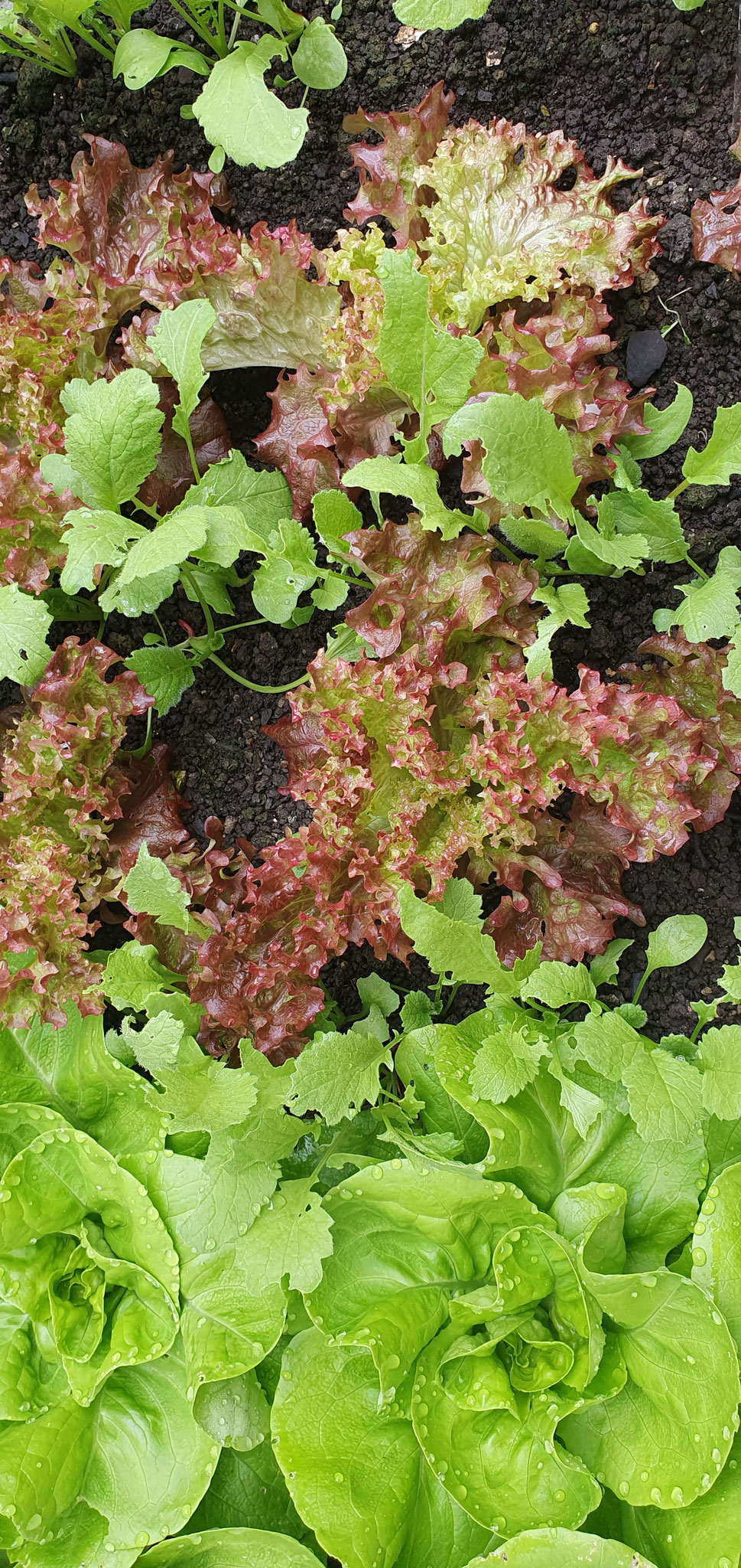 Anfang April, der Salat im Frühbeet kommt