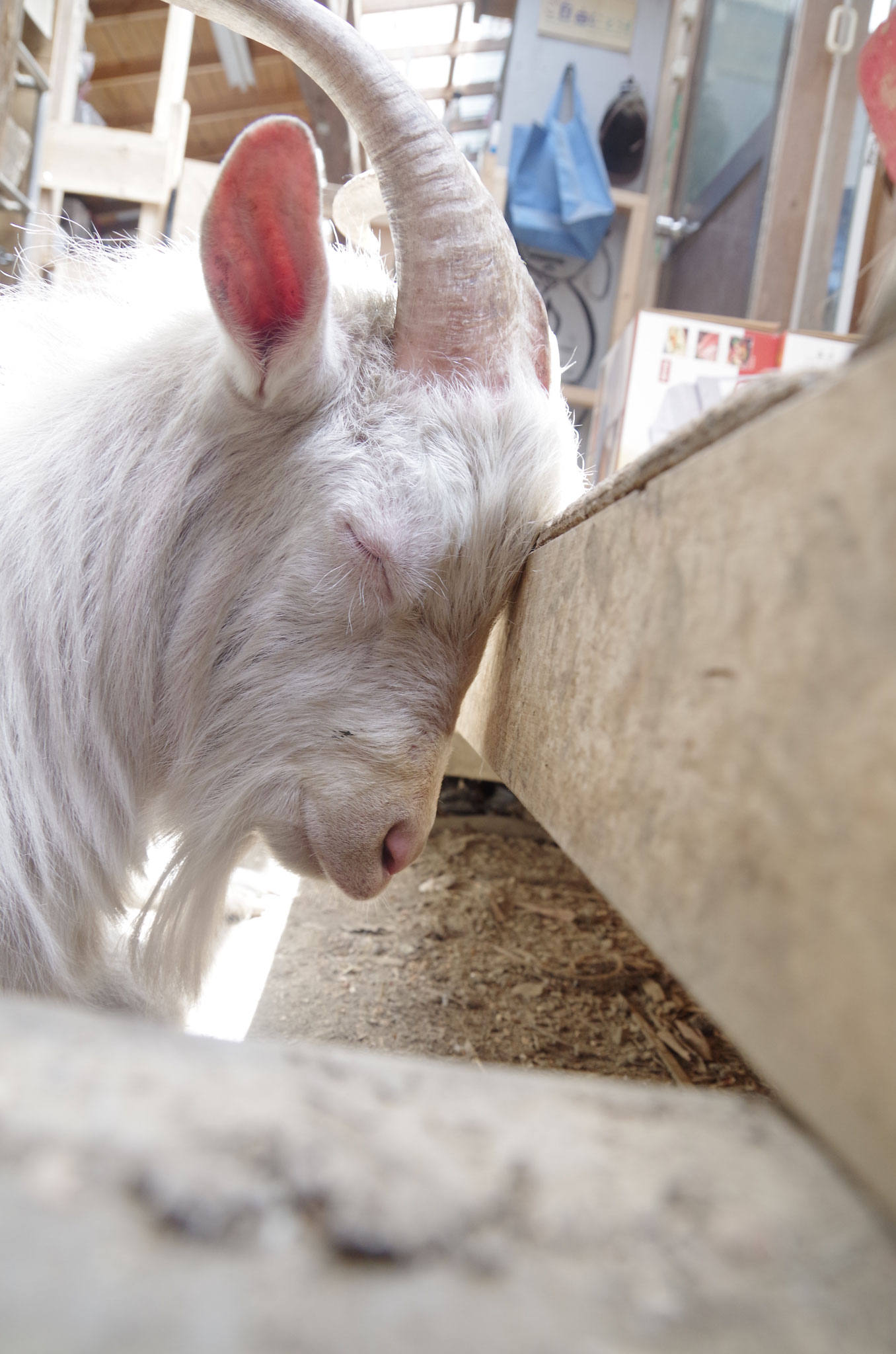 販売中のヤギたち - hcganimal ページ！