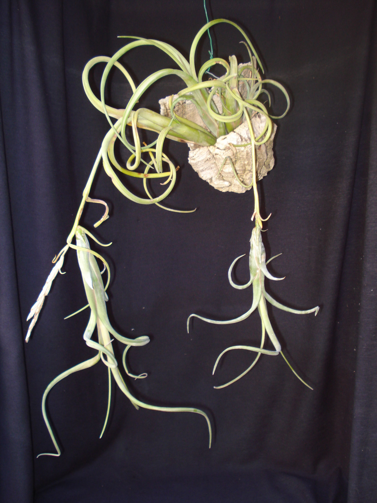 Tillandsia intermedia