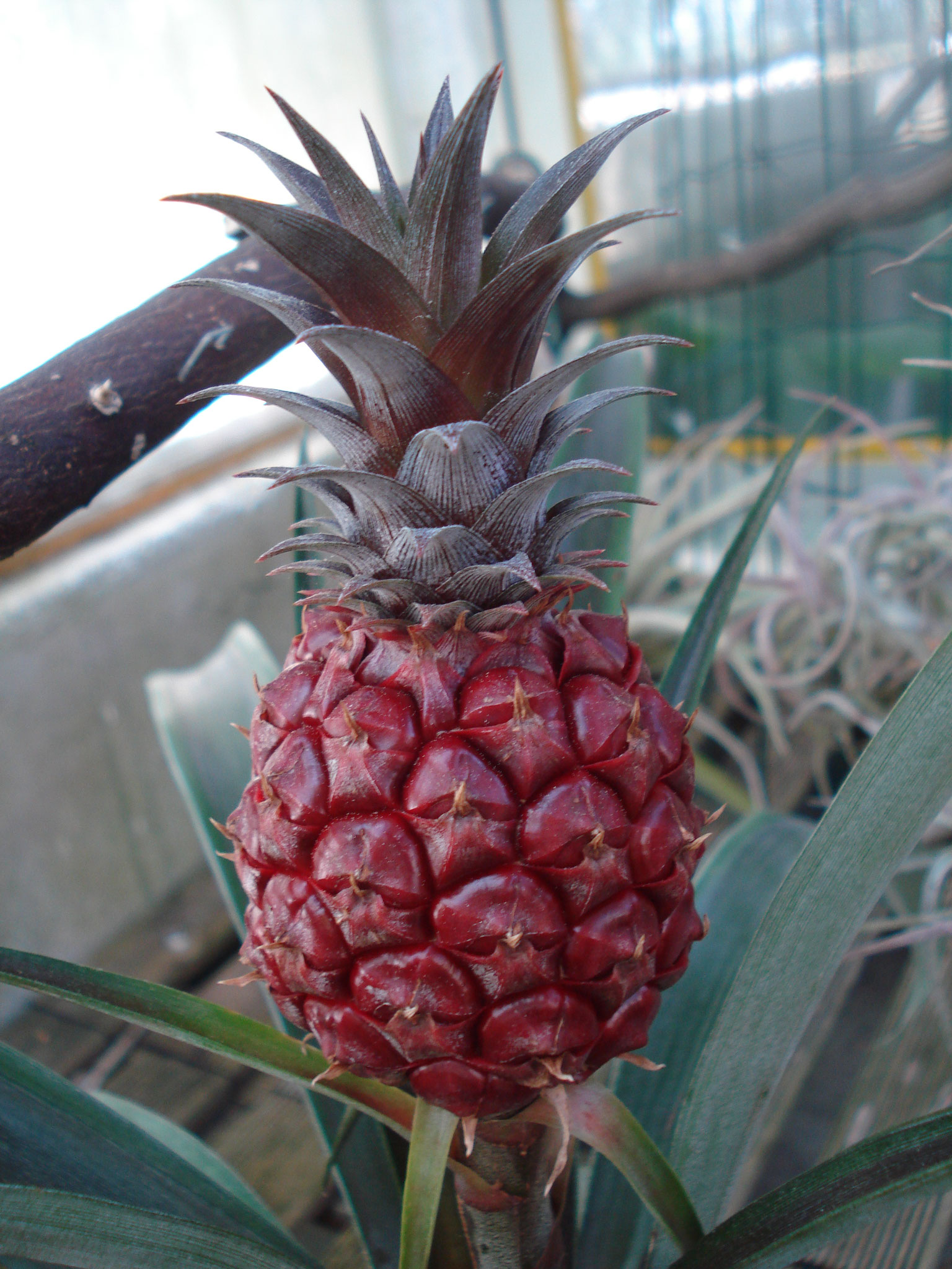 Ananas champaca red