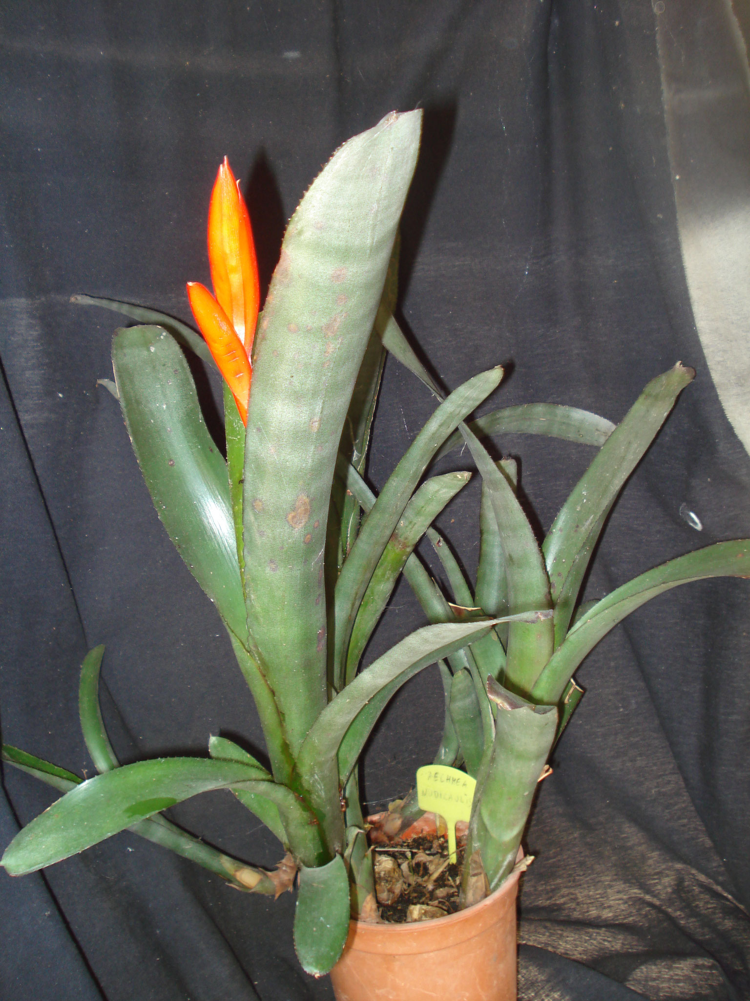 Aechmea nudicaulis 