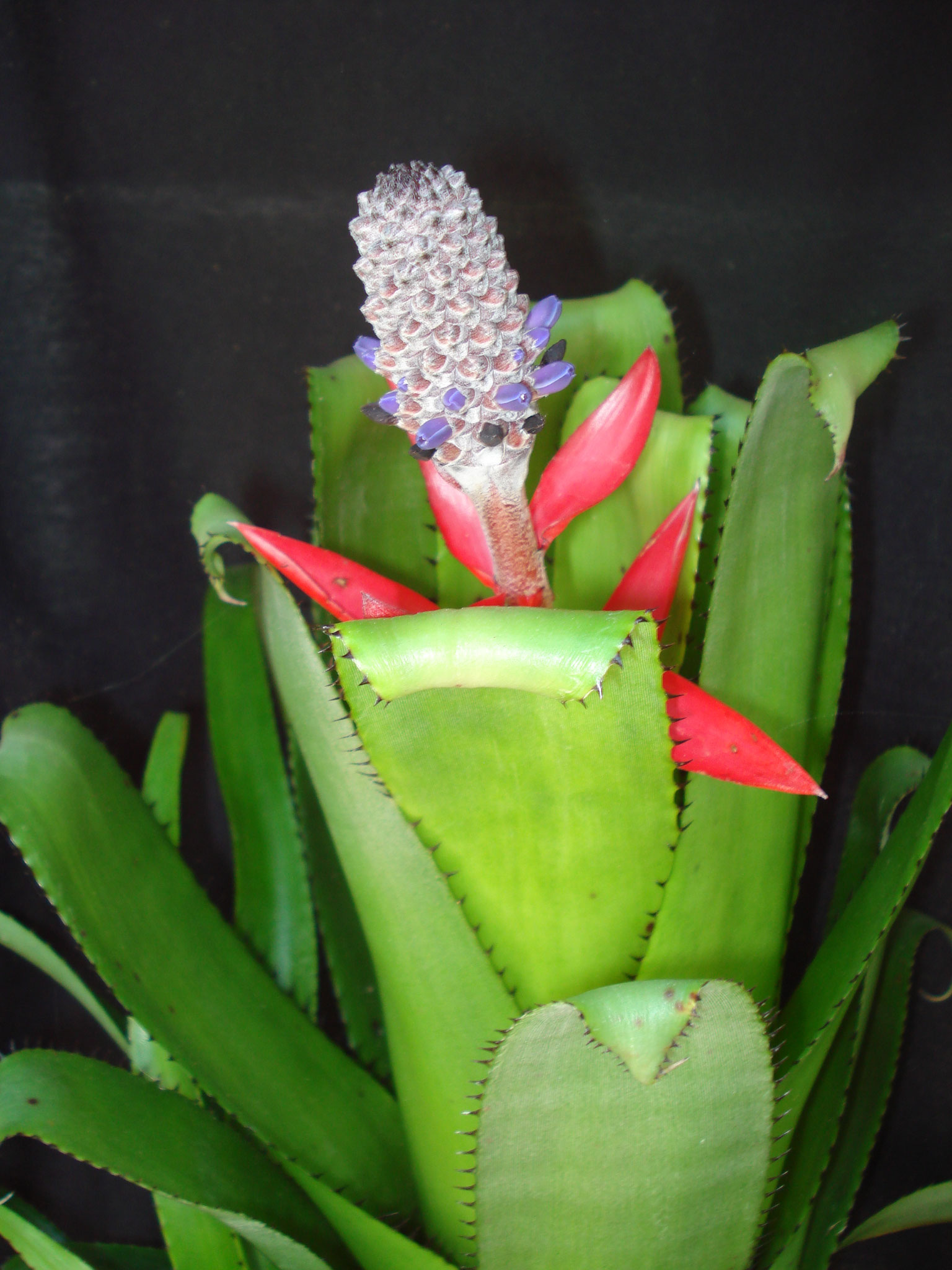 Aechmea triangularis