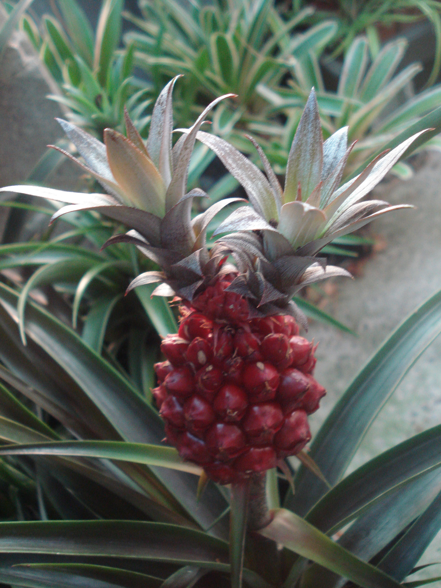 Ananas champaca red