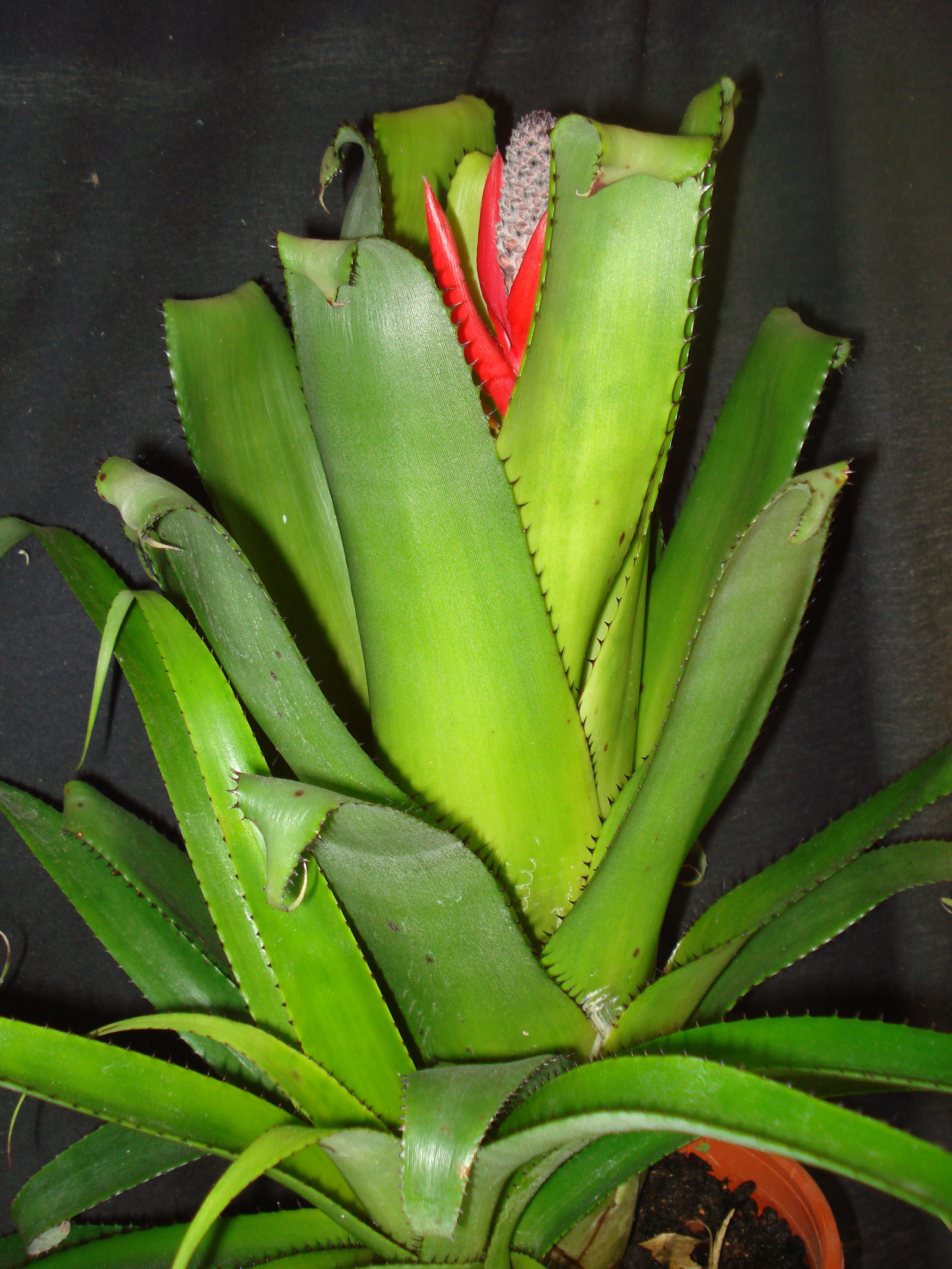 Aechmea triangularis