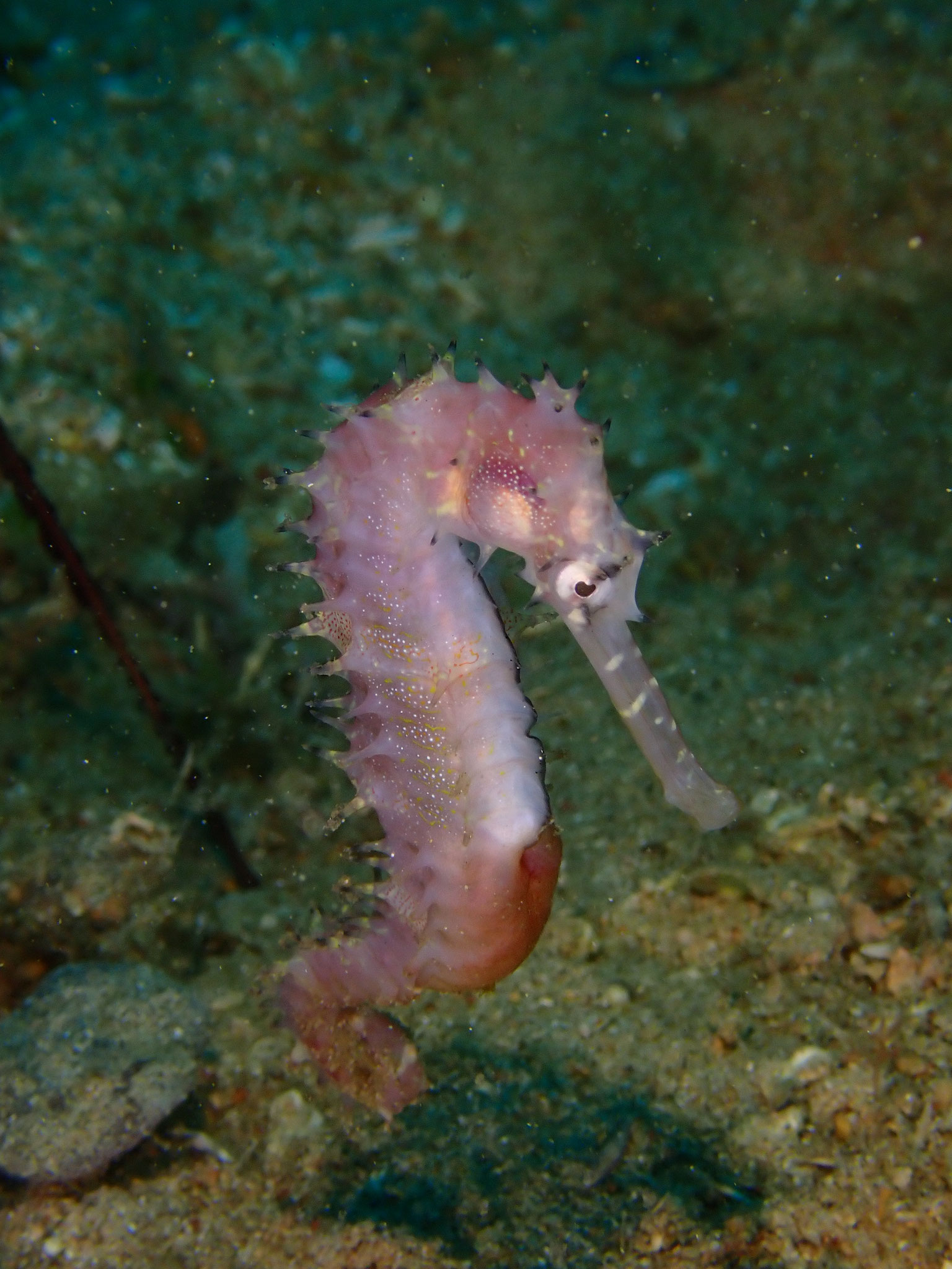 Hippocampe épineux Hippocampus histrix