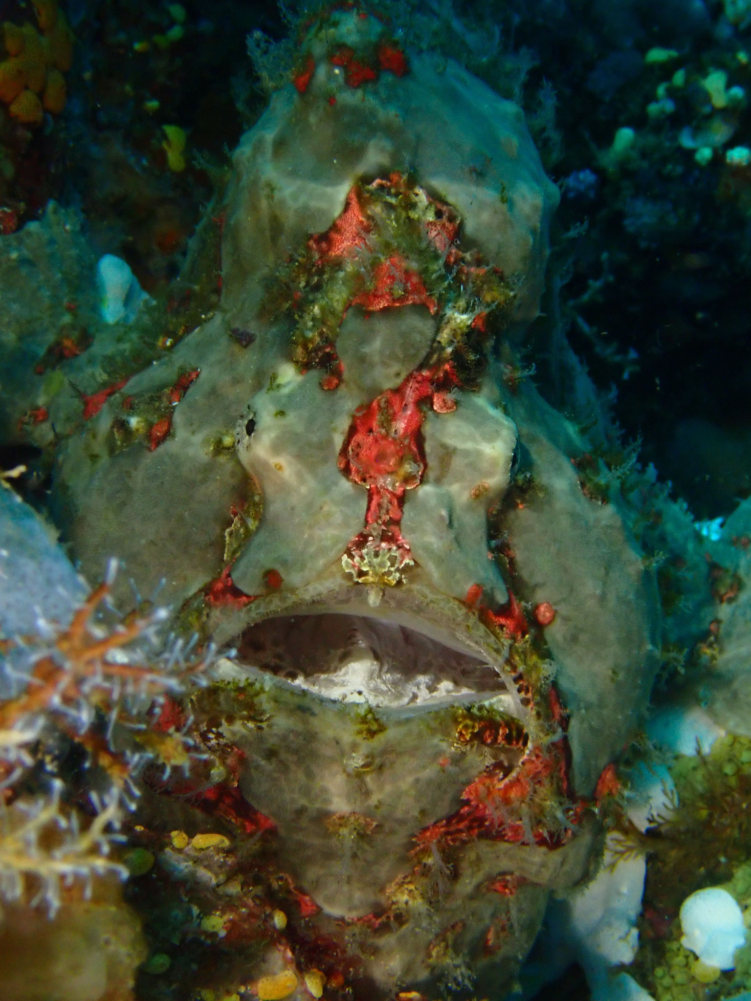 Antennaire géant Antennarius commerson