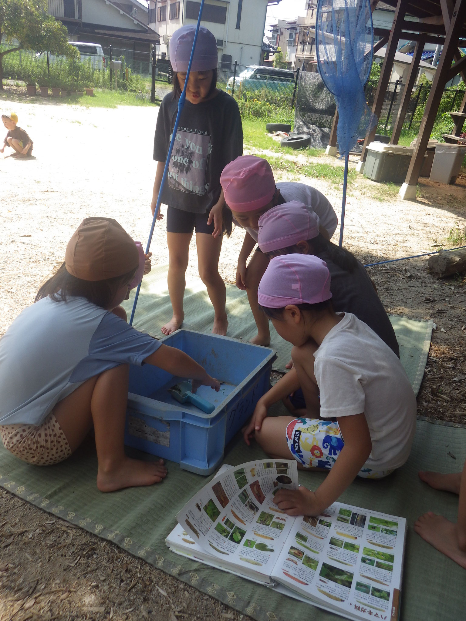 イモムシを見つけてすぐに図鑑で調べ中…スズメガの幼虫だ！と分かり、葉っぱをあげてお世話しています。