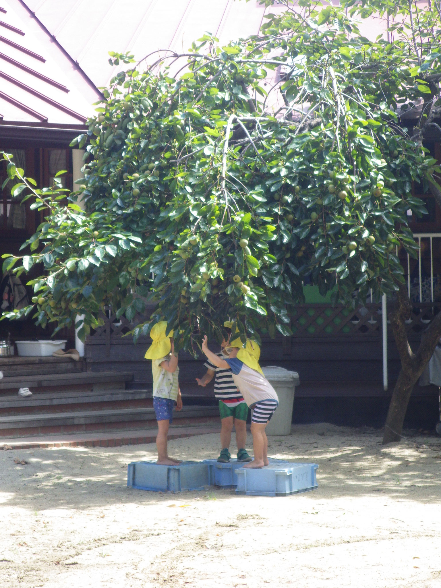 柿の実いっぱい！もう食べられるかな…