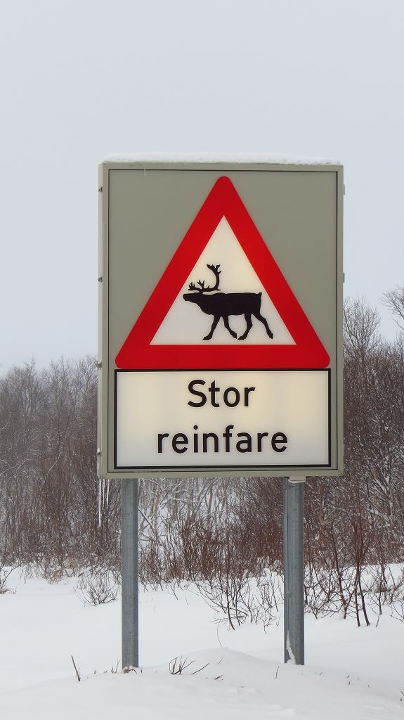 Hier oben fühlen sich die Rentiere wohl. 