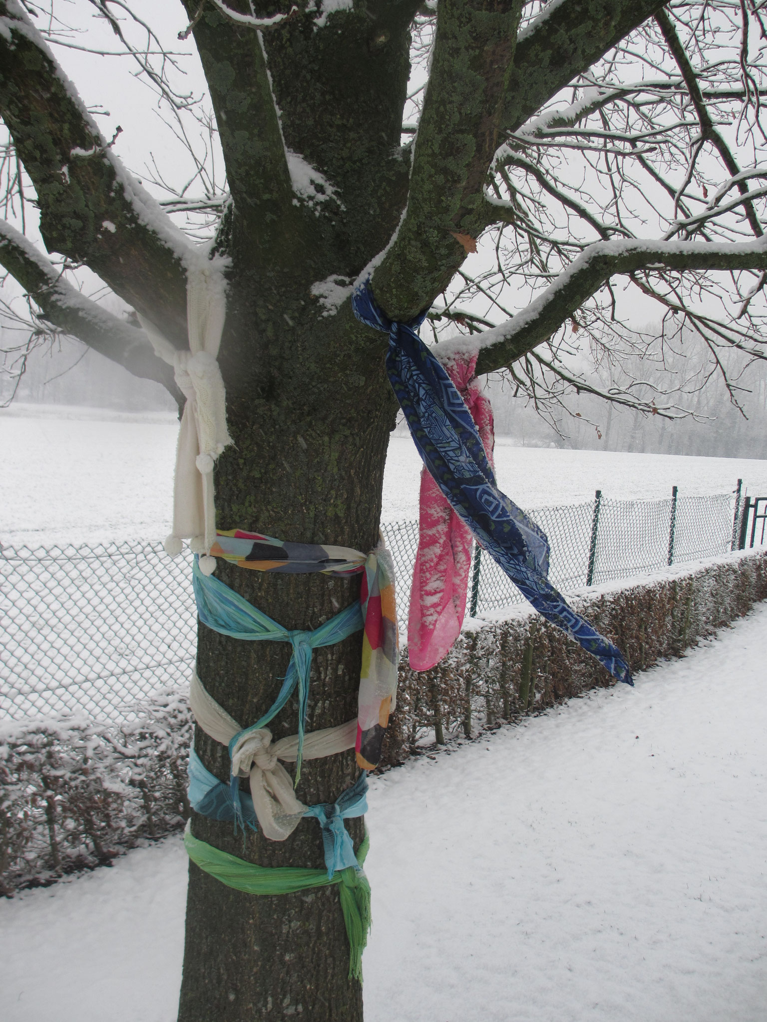 Les écharpes des petits de Mme Virginie tiennent chaud à notre arbre.