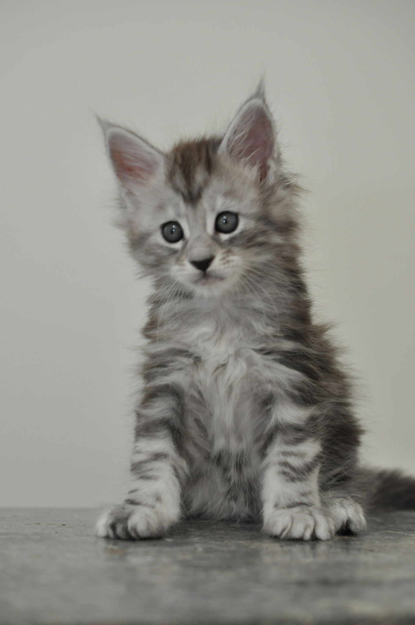 Available Maine Coon Kittens for Sale - Maine Coon Cats ...