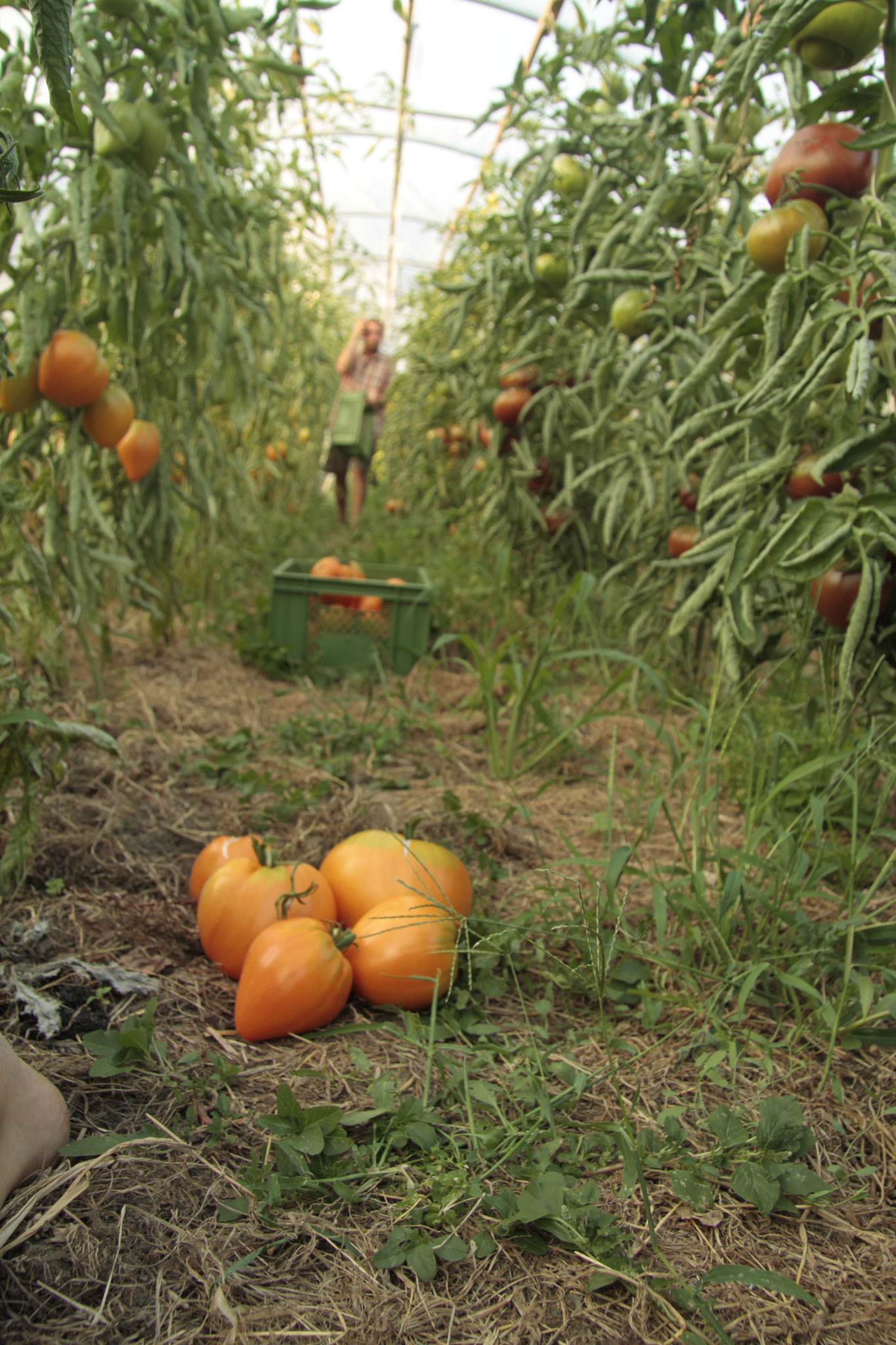 Da läuft einem das Wasser im Mund zusammen: Die Fleischtomate Ochsenherz Orange (Solanum lycopersicum L.). Foto: Su Mara Kainz