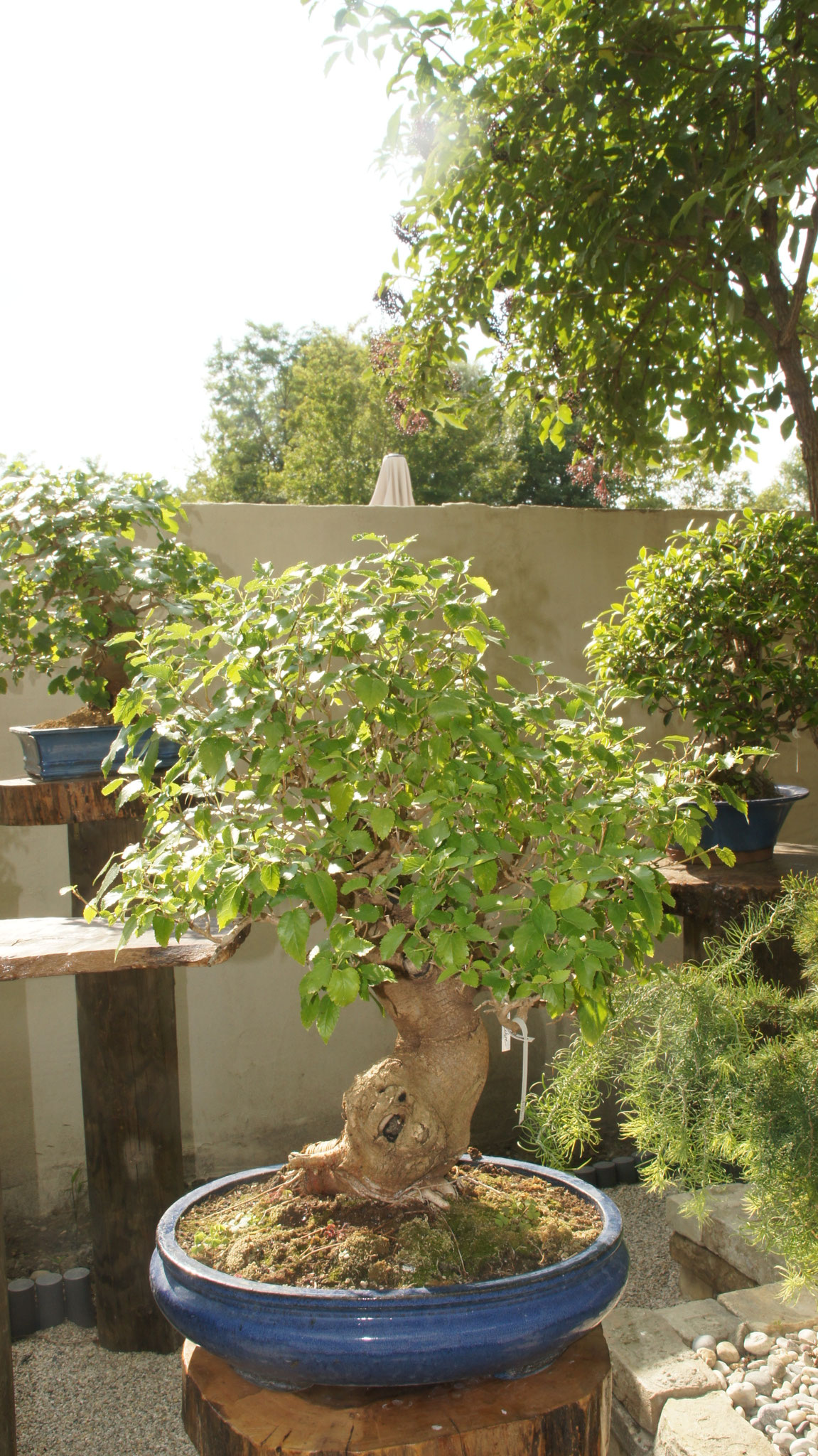 Aktuelles/Bonsai aus unserem Sortiment bonsaiwiens JimdoPage!