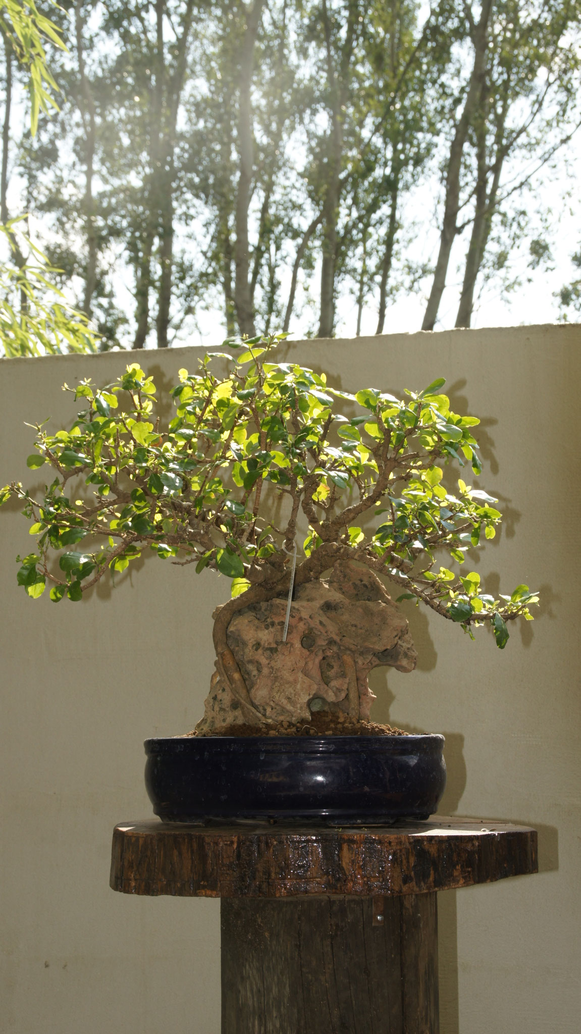 Aktuelles/Bonsai aus unserem Sortiment bonsaiwiens JimdoPage!