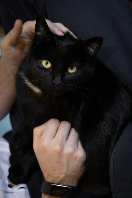 Hallo, liebe Weihnachtselfen! Ich bin der Schmusebär BLACKY und bin hier im Tierheim anzutreffen!