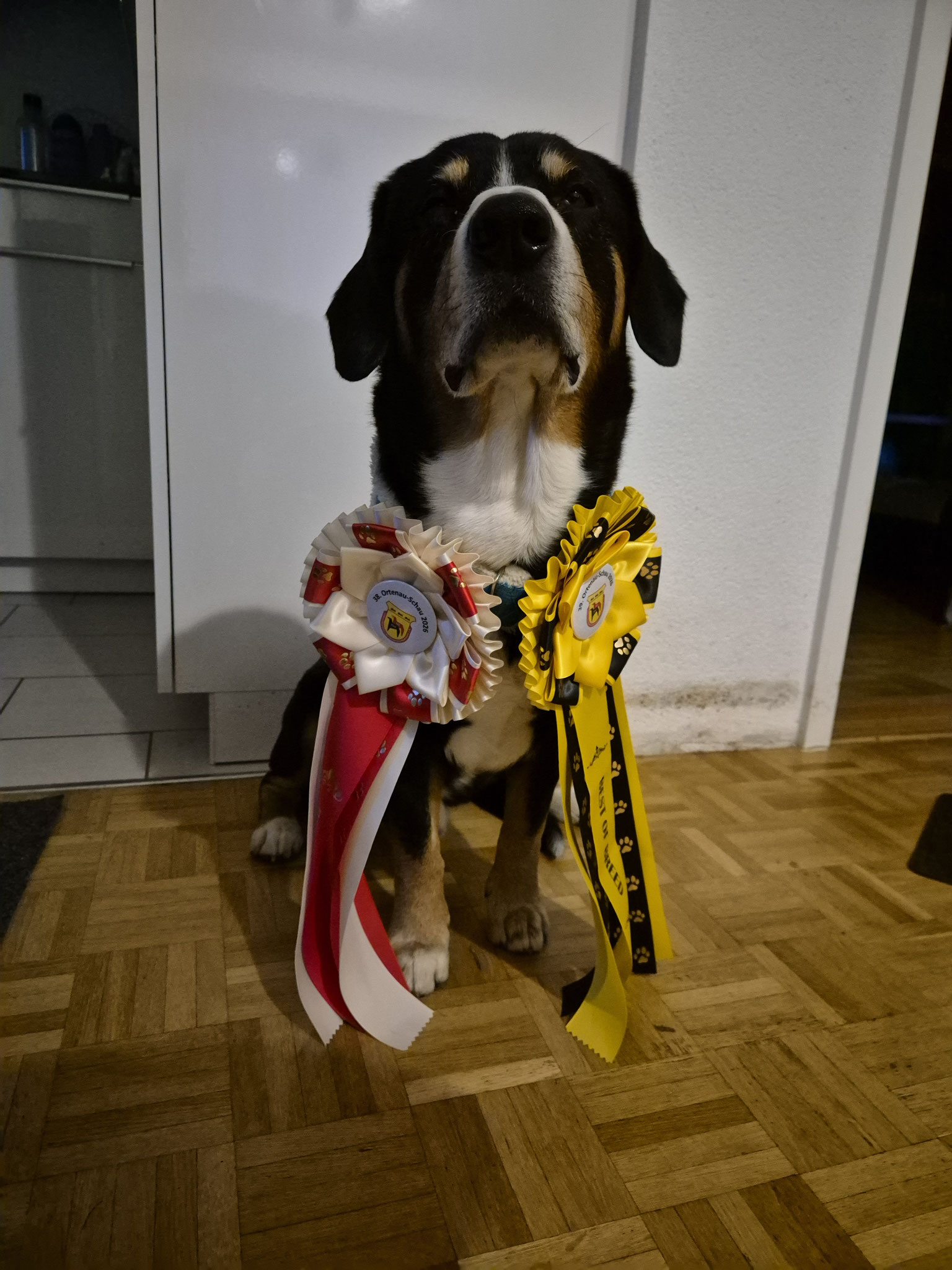 Qairos gewinnt Offenburg 2x V1 CACIB CAC BOB