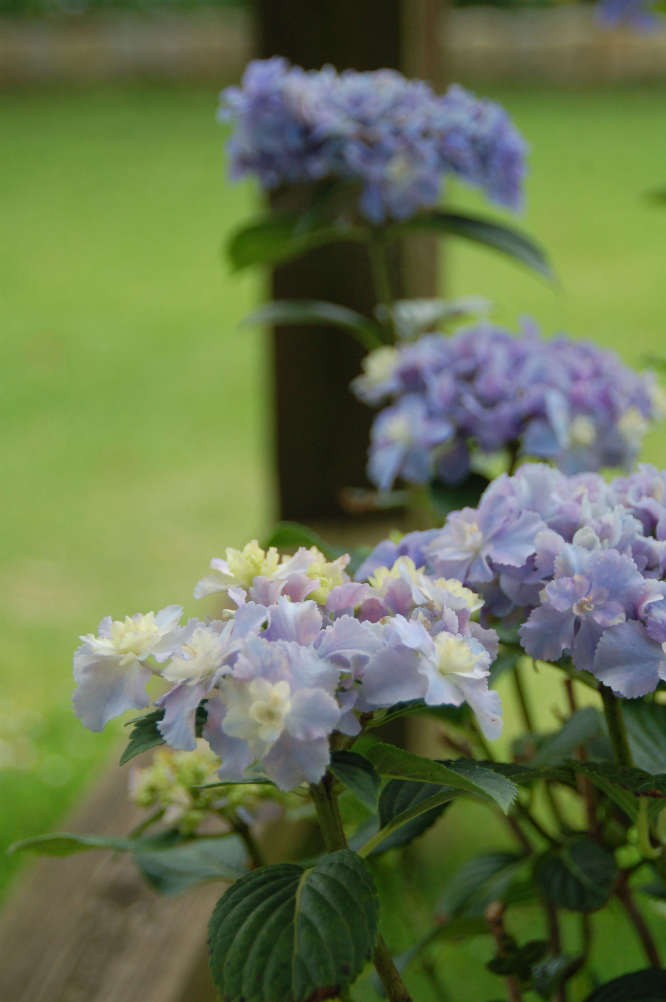 梅雨に入ると、芝生の緑が一層濃く美しくなり、アジサイが咲き始めます。