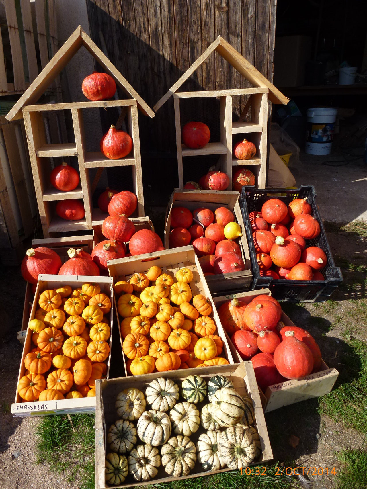 Collection de courge