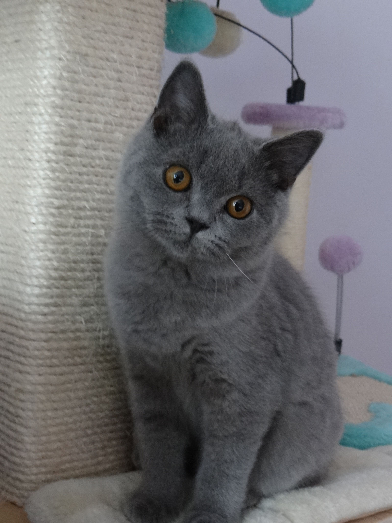 GREY Easy Bella*PL