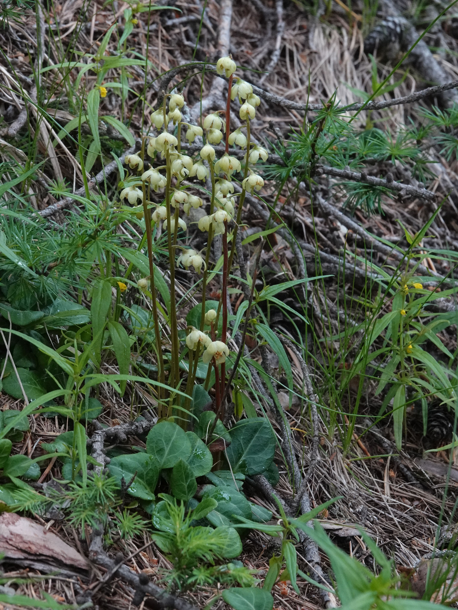 Groenbloemig wintergroen