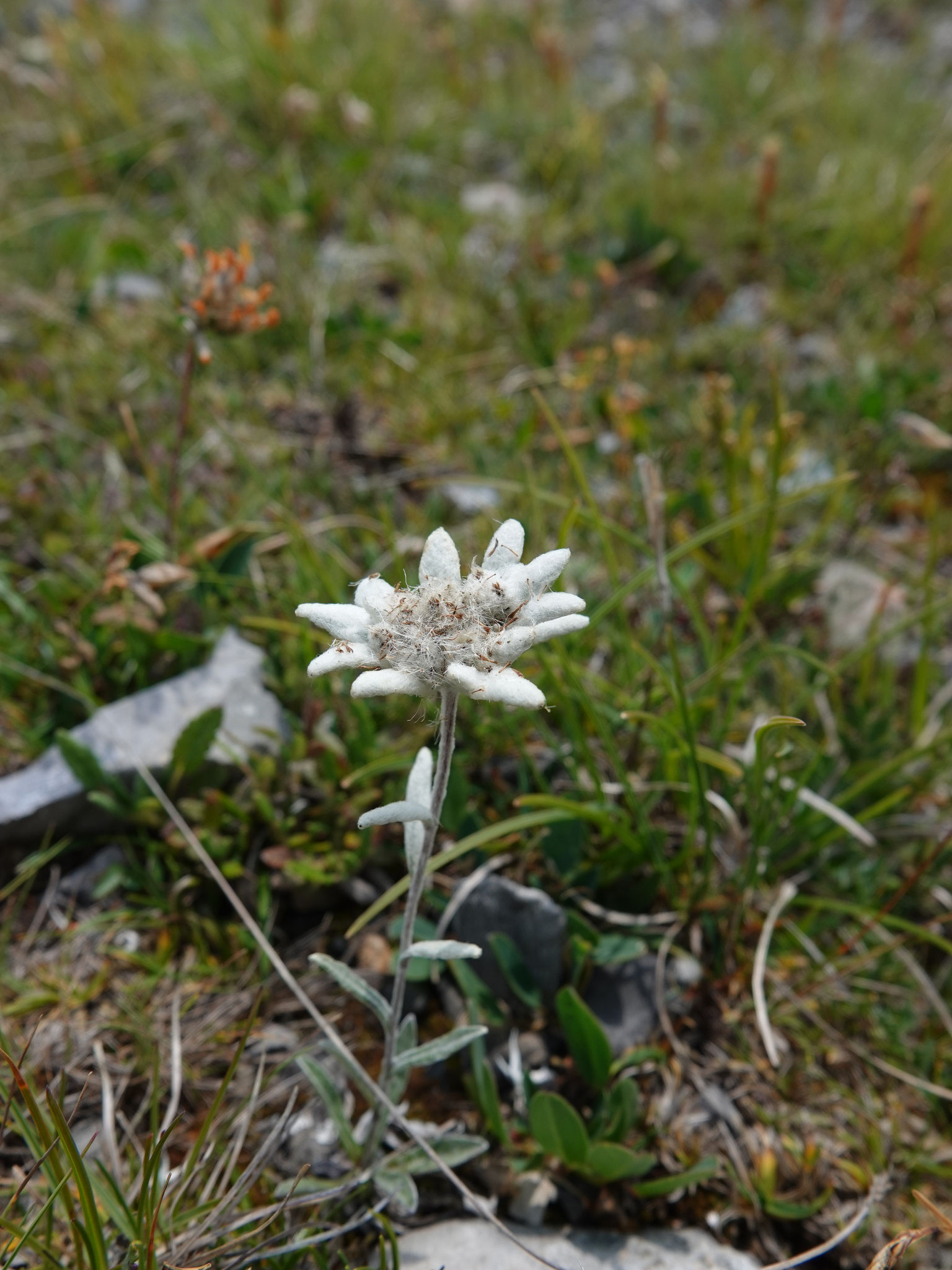 Edelweiss