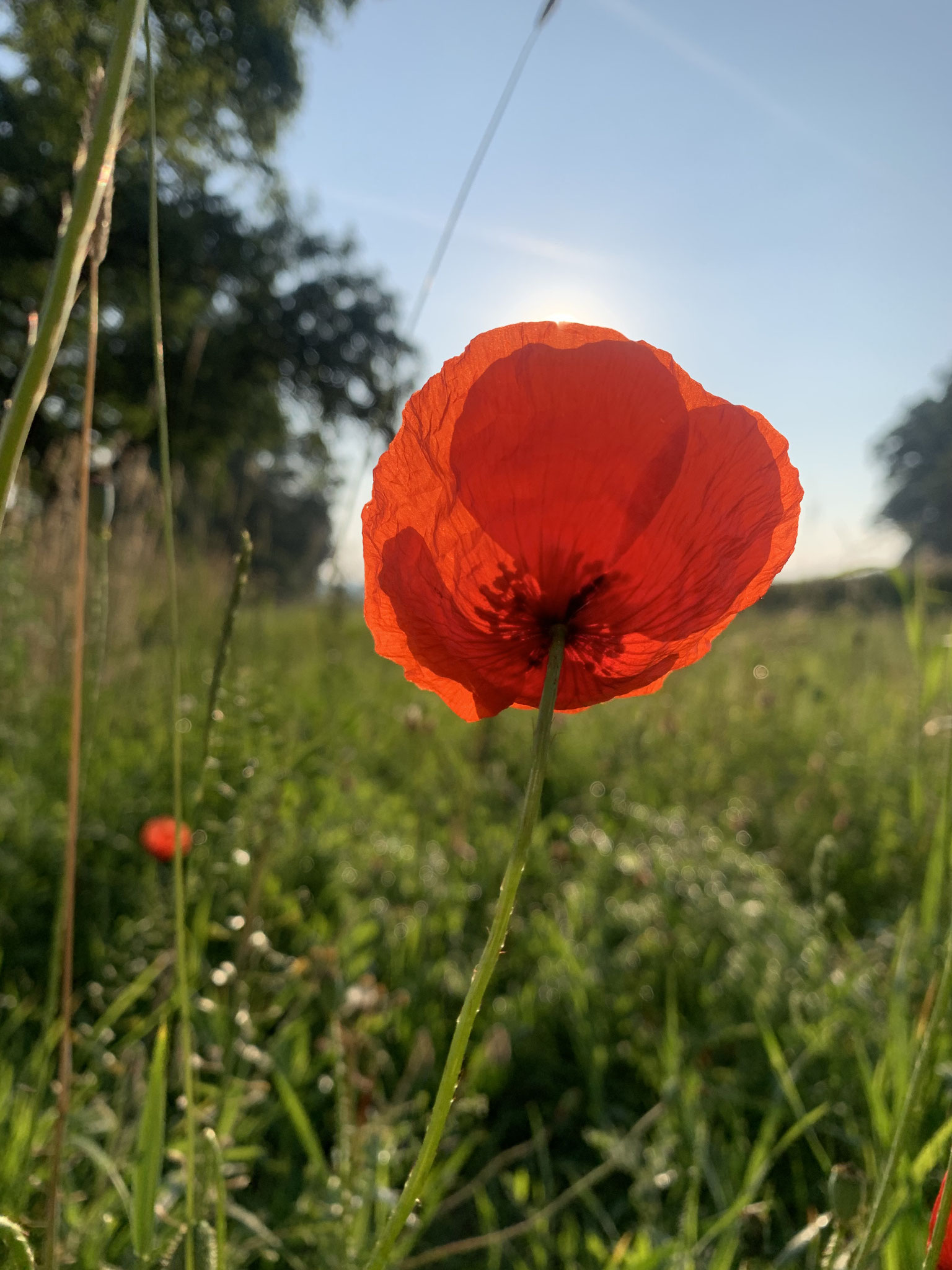 Sommer