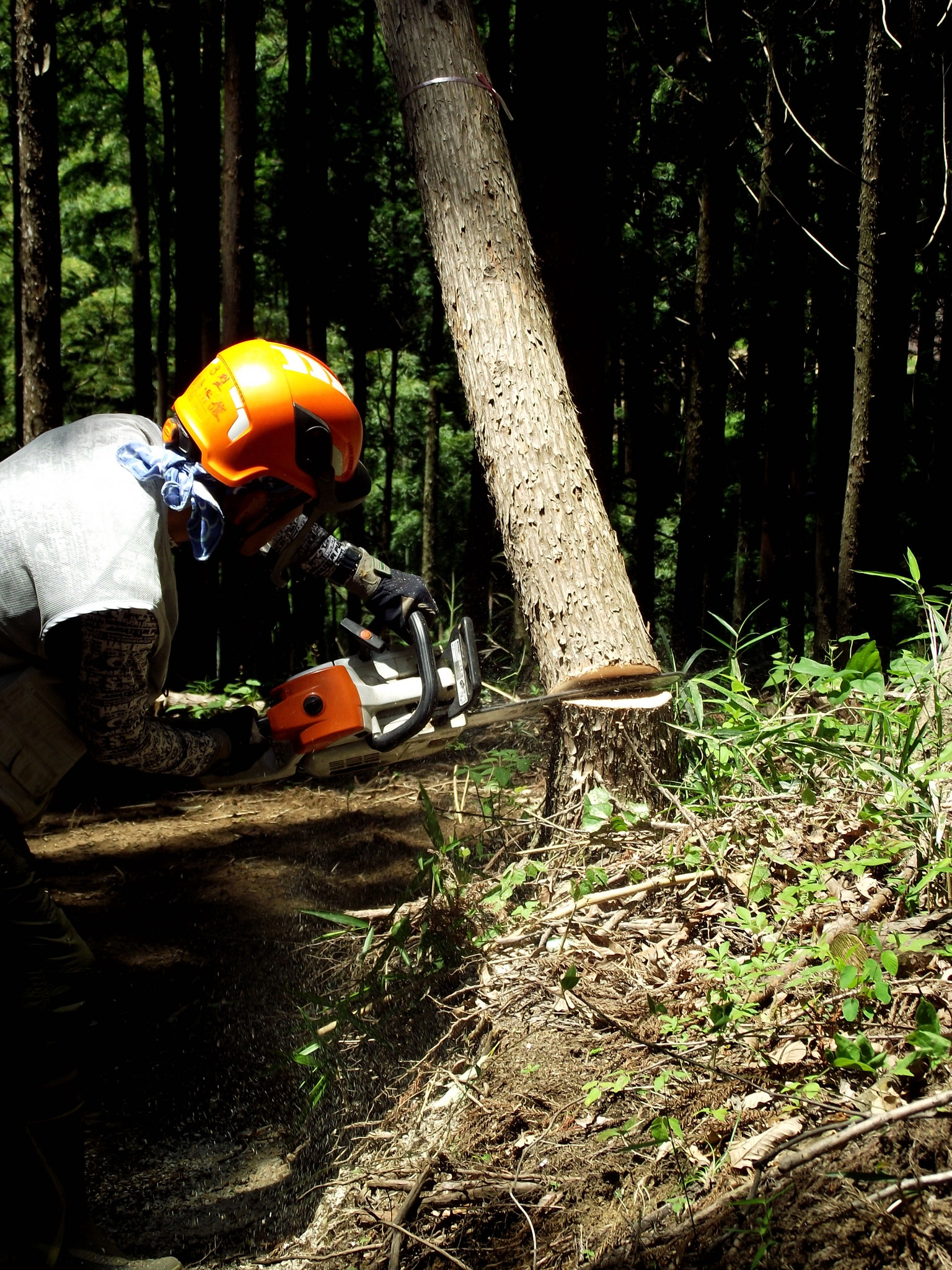 反対側から切っていく