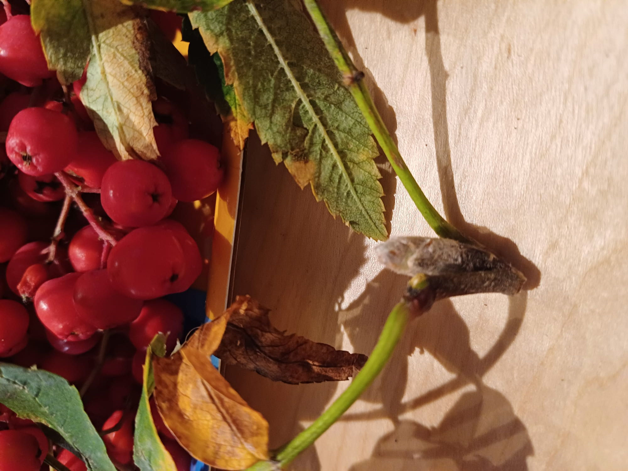 Die Vogelbeere im September