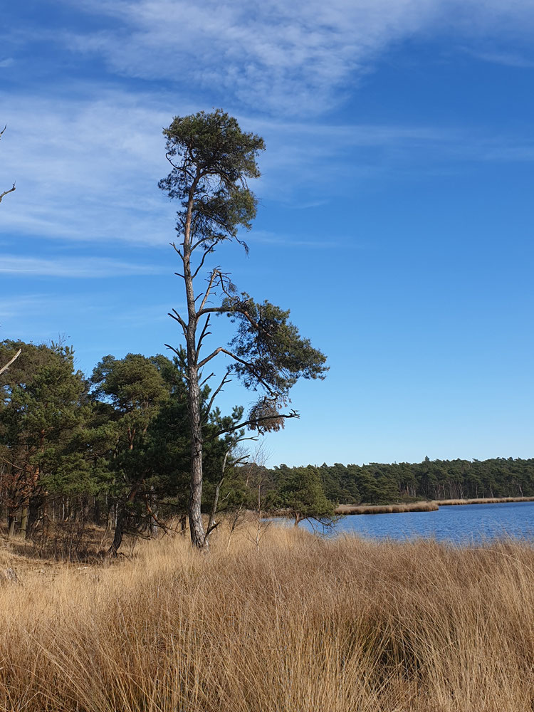 Kalmthoutseheide